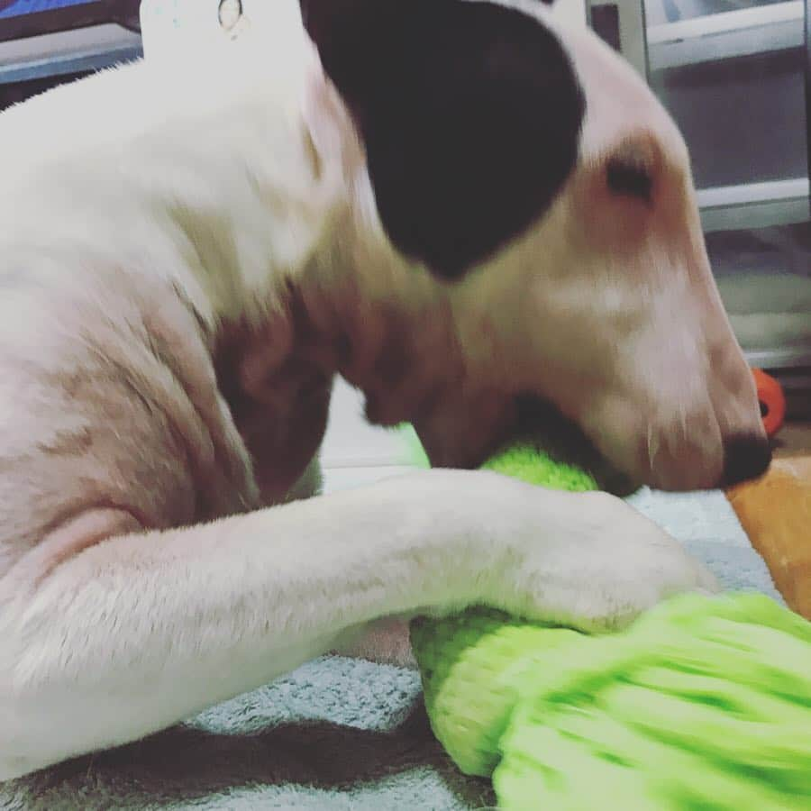 Q太郎さんのインスタグラム写真 - (Q太郎Instagram)「#minituru#bull#terrier#minibullterrier#miniturubullterrier#dog#dogstagram#cute#qtaro#love#family#ミニチュア#ブルテリア#ミニチュアブルテリア#Q太郎」4月26日 19時00分 - qtaro.jun