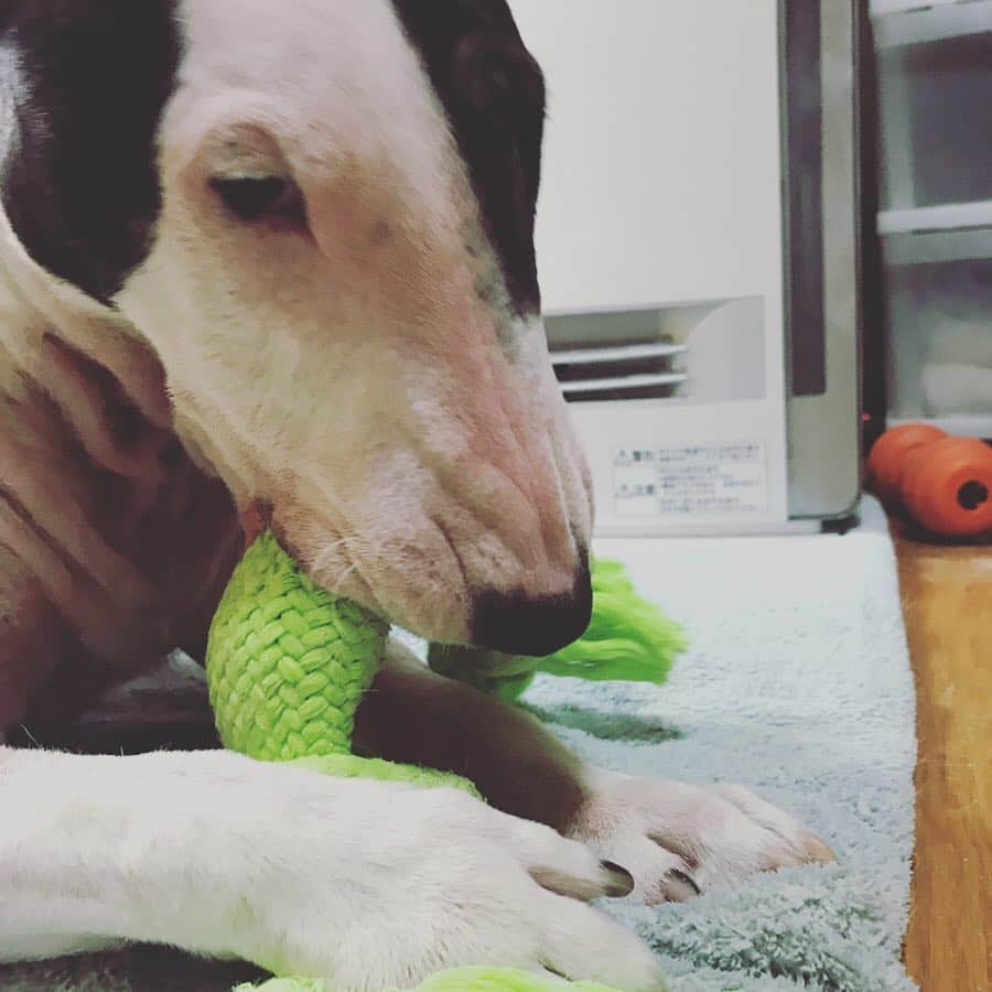 のインスタグラム：「#minituru#bull#terrier#minibullterrier#miniturubullterrier#dog#dogstagram#cute#qtaro#love#family#ミニチュア#ブルテリア#ミニチュアブルテリア#Q太郎」
