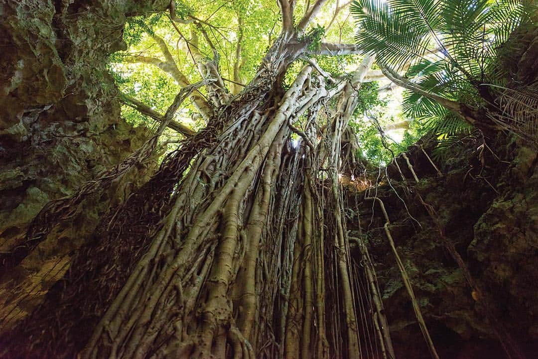 Be.okinawaさんのインスタグラム写真 - (Be.okinawaInstagram)「The grand, 150-year-old banyan tree in the Valley of Gangala will leave you in awe. #valleyofgangala #nanjocity #banyantree #nature #beautifulnature #okinawanature #naturelife #naturelovers #beokinawa #visitokinawa」4月26日 19時04分 - visitokinawajapan