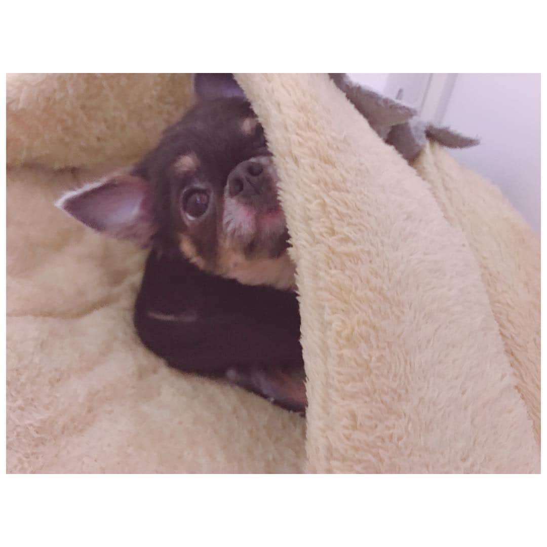 有明ゆなさんのインスタグラム写真 - (有明ゆなInstagram)「はい、ひょっこりはんƪ(˘⌣˘)ʃ . . . . #愛犬 #チワワ #チワワちゃん #チワワ部 #チワワ画像 #チワワラブ #チワワ大好き #チワワ多頭飼い #チワワ好き #チワワ組 #ちわわ #ちわすたぐらむ #ちわわ親バカ部 #ちわわ大好き #ちわわ多頭飼い #ちわわ部 #ちわわ画像 #ちわわらぶ #dog #dogstagram #instadog」4月26日 19時10分 - ariake_yuna