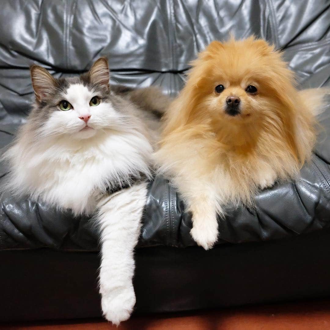 Hanaさんのインスタグラム写真 - (HanaInstagram)「* ブログ更新しました♪ プロフィールから飛べます🚀 http://kedamakyoudai.blog.jp/ * パッと見 同じ背格好に見えるけど 腕の太さと長さは全然、違う * 💪🐶 < 💪😼 * * #NorwegianForestCat#Pomeranian#japan#catlover#doglover#dogs#cat#Kawaii#fluffy#pom#fluffydog#catsofinstagram#dogsofinstagram#fluffycat#ノルウェージャンフォレストキャット#ポメラニアン#gatto#pecoいぬ部#cane#ペコねこ部#可愛い#かわいい#family#funnycat#funnydog」4月26日 19時25分 - mofu2family
