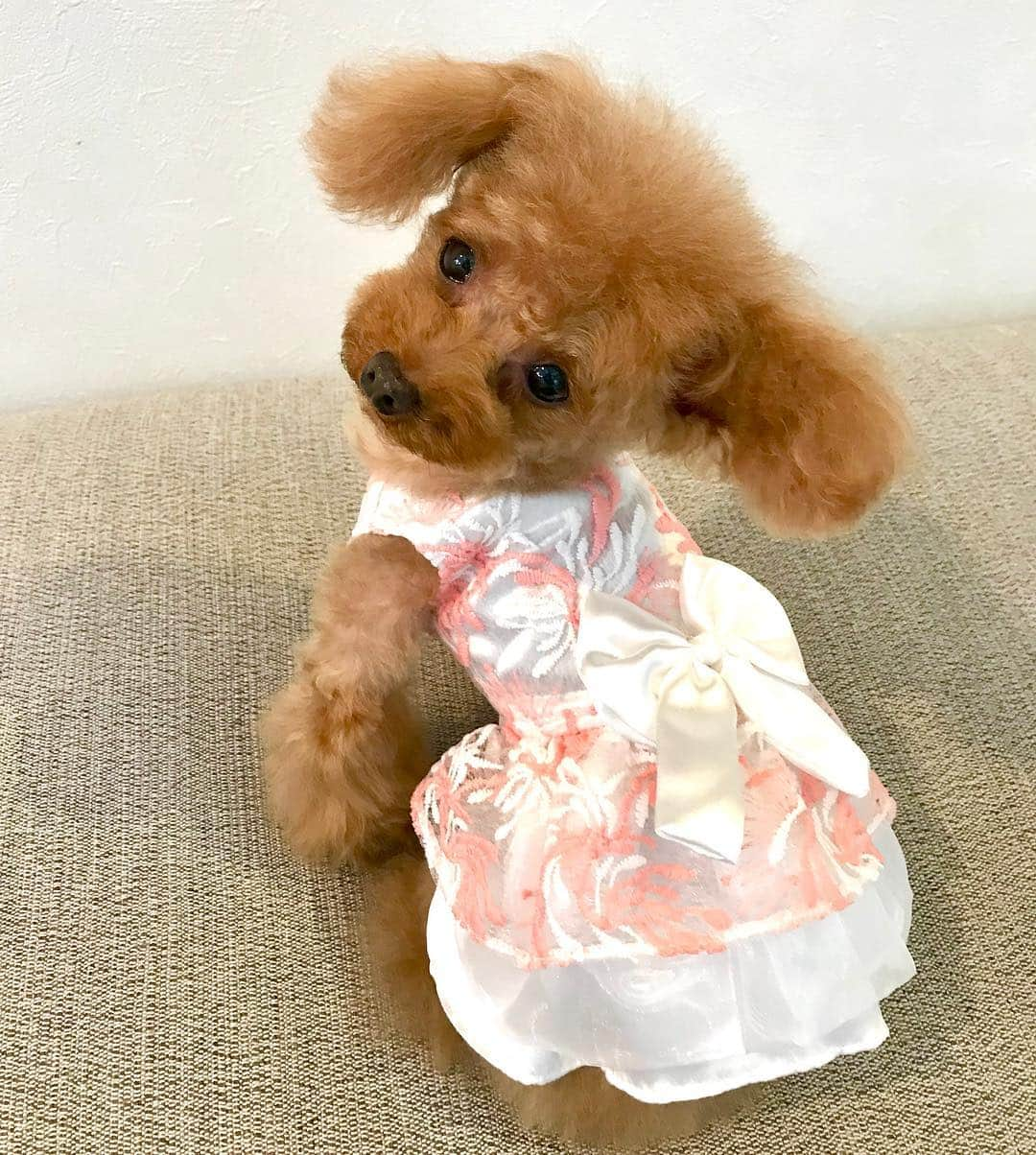 toshiyaotsuboさんのインスタグラム写真 - (toshiyaotsuboInstagram)「4月にオープンした小型犬専用の服の お店 @preciousfamily_jp さんの ハンドメイドのドレスです🐶😉 他にも可愛い服がいっぱいあるので、 インスタのプロフィールからお店に 飛べるので、ぜひ見て下さいな☺️ 今夜は近所のカフェに行ってきま〜す👋👋 #プードル#トイプードル#ティーカッププードル#犬#poodle#teacuppoodle#toypoodle#dog#dogstagram#instadog#푸들#caniche#Pudel#貴婦狗#animalsco」4月26日 19時27分 - toshiyaotsubo