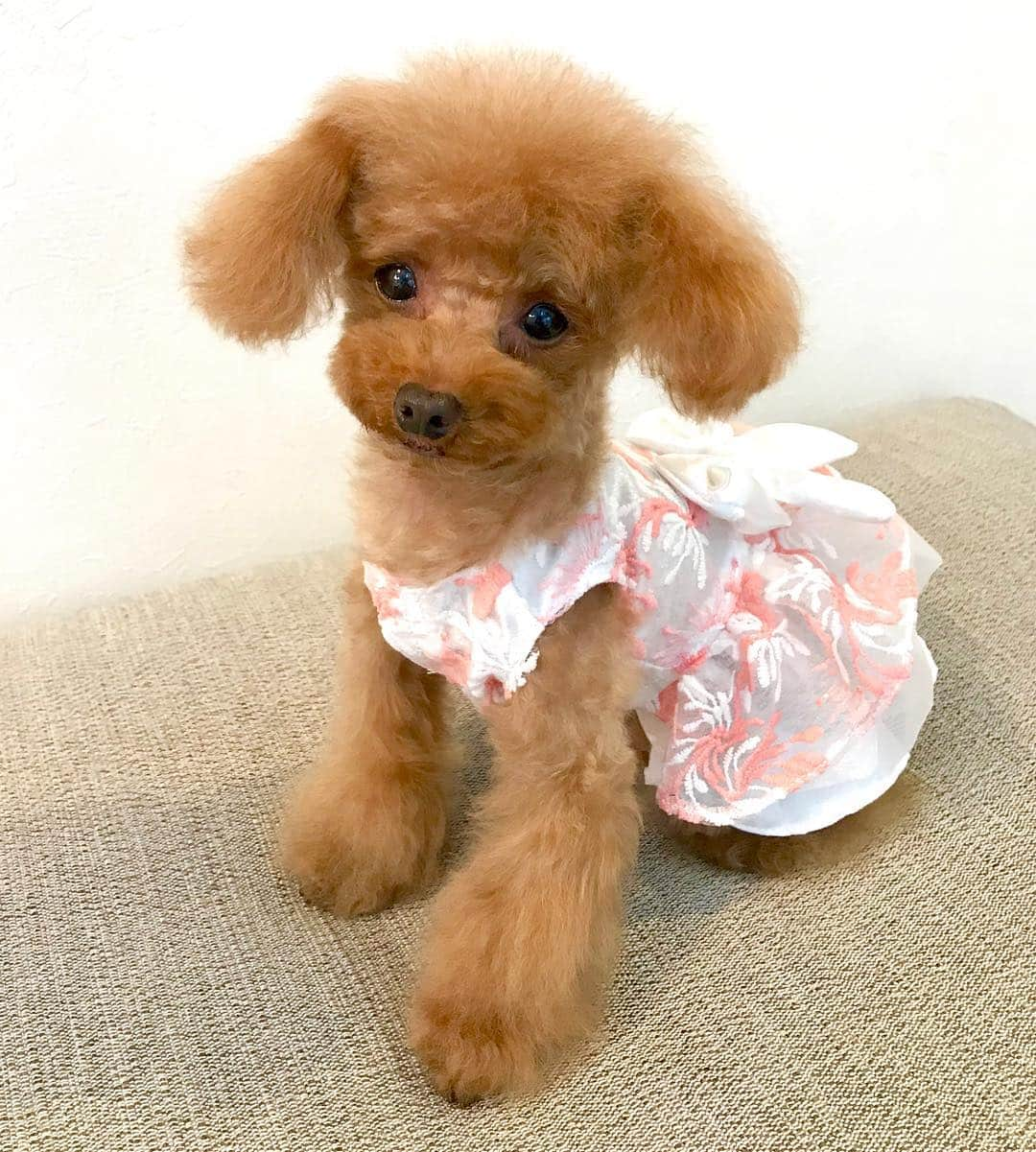 toshiyaotsuboさんのインスタグラム写真 - (toshiyaotsuboInstagram)「4月にオープンした小型犬専用の服の お店 @preciousfamily_jp さんの ハンドメイドのドレスです🐶😉 他にも可愛い服がいっぱいあるので、 インスタのプロフィールからお店に 飛べるので、ぜひ見て下さいな☺️ 今夜は近所のカフェに行ってきま〜す👋👋 #プードル#トイプードル#ティーカッププードル#犬#poodle#teacuppoodle#toypoodle#dog#dogstagram#instadog#푸들#caniche#Pudel#貴婦狗#animalsco」4月26日 19時27分 - toshiyaotsubo