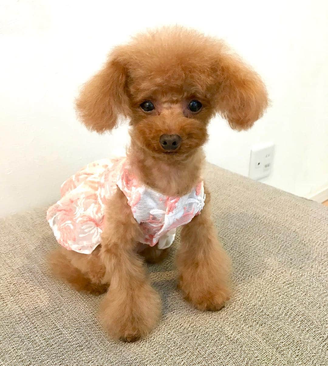 toshiyaotsuboさんのインスタグラム写真 - (toshiyaotsuboInstagram)「4月にオープンした小型犬専用の服の お店 @preciousfamily_jp さんの ハンドメイドのドレスです🐶😉 他にも可愛い服がいっぱいあるので、 インスタのプロフィールからお店に 飛べるので、ぜひ見て下さいな☺️ 今夜は近所のカフェに行ってきま〜す👋👋 #プードル#トイプードル#ティーカッププードル#犬#poodle#teacuppoodle#toypoodle#dog#dogstagram#instadog#푸들#caniche#Pudel#貴婦狗#animalsco」4月26日 19時27分 - toshiyaotsubo