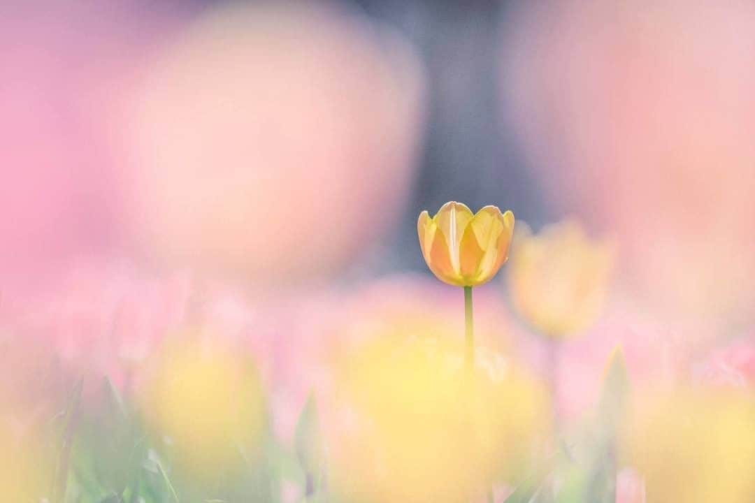 花の写真館のインスタグラム：「Photo by Azusa Den.⠀ https://www.facebook.com/azusa.hagiwara.5⠀ .⠀ Original Post[投稿頂いたURL]⠀ https://www.facebook.com/photo.php?fbid=2007614696027004⠀ .⠀ 本アカウントは、 #私の花の写真 をつけてInstagramに投稿された皆さまの花の写真や、「花の写真館」Facebookページで投稿された花の写真を紹介します。⠀ 「花の写真館」Facebookページは、「 @floral.photograph 」のプロフィールにあるURLからご覧ください。⠀ .⠀ #花の写真館 #floralphotograph #floralphoto #flower #flowers #富士フイルム #FUJIFILM⠀ Follow: @floral.photograph」