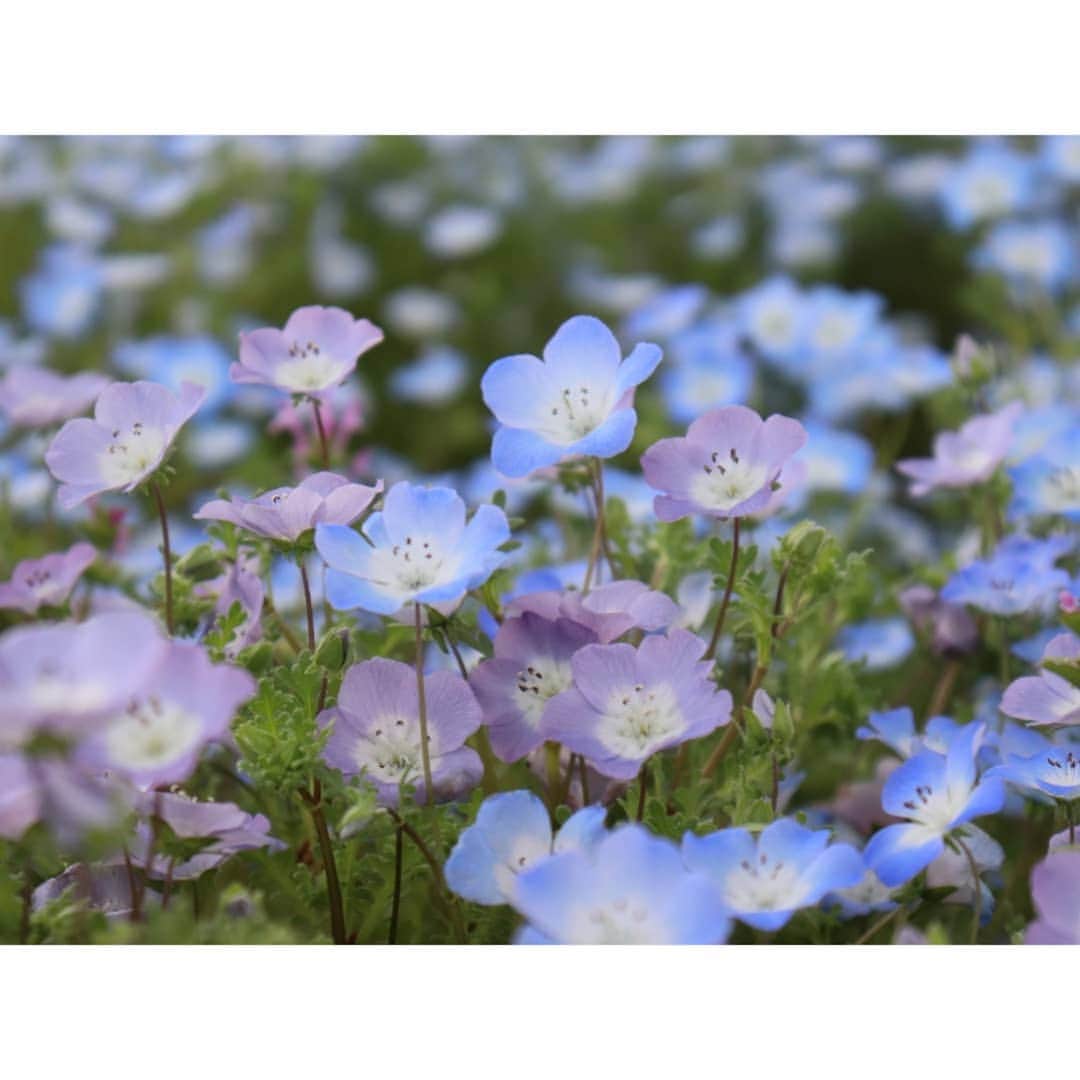 中島めぐみさんのインスタグラム写真 - (中島めぐみInstagram)「*﻿ 舞洲へ、﻿ #ネモフィラ の花を見に行きました💠﻿ ﻿ ﻿ 青い花畑をゆっくりお散歩…🍃﻿ ﻿ ﻿ 一面に広がる #ネモフィラブルー に﻿ うっとりしました🥰﻿ ﻿ ﻿ ﻿ #舞洲 #ネモフィラ祭り #青い世界﻿ #ネモフィラ #flowers #一眼レフカメラ #camera #カメラ初心者 ﻿#カンテレ #アナウンサー #中島めぐみ﻿」4月26日 19時36分 - megumi_nakajima_