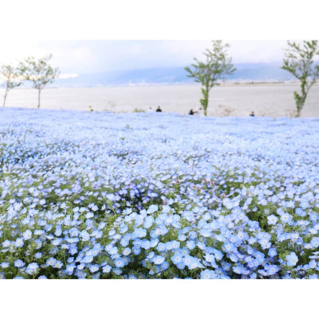 中島めぐみさんのインスタグラム写真 - (中島めぐみInstagram)「*﻿ 舞洲へ、﻿ #ネモフィラ の花を見に行きました💠﻿ ﻿ ﻿ 青い花畑をゆっくりお散歩…🍃﻿ ﻿ ﻿ 一面に広がる #ネモフィラブルー に﻿ うっとりしました🥰﻿ ﻿ ﻿ ﻿ #舞洲 #ネモフィラ祭り #青い世界﻿ #ネモフィラ #flowers #一眼レフカメラ #camera #カメラ初心者 ﻿#カンテレ #アナウンサー #中島めぐみ﻿」4月26日 19時36分 - megumi_nakajima_