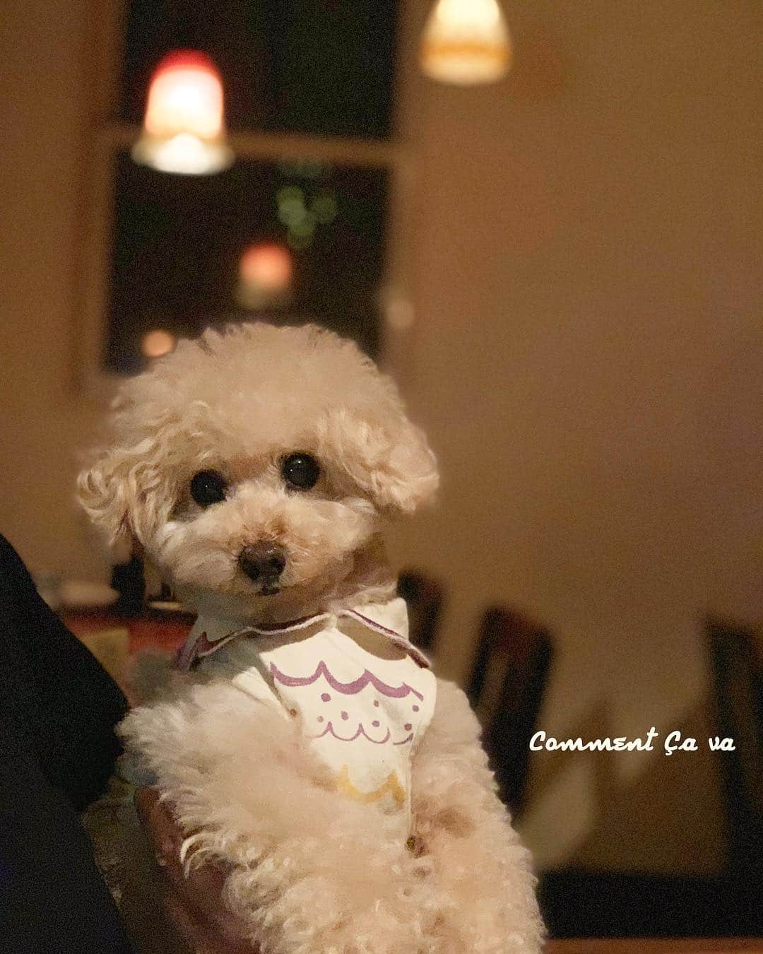 Maruのグルメインスタ