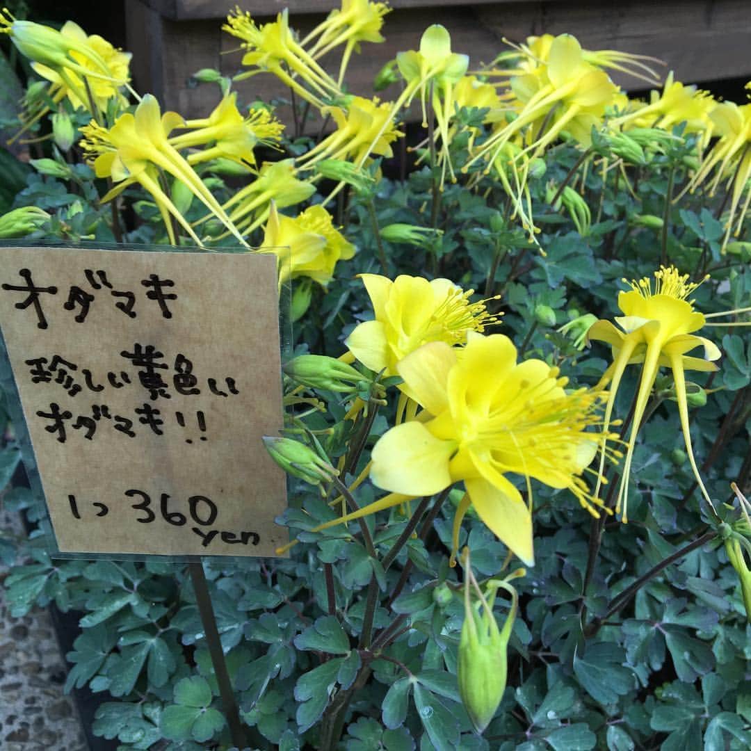 MILLE ECLAT.のグルメインスタ