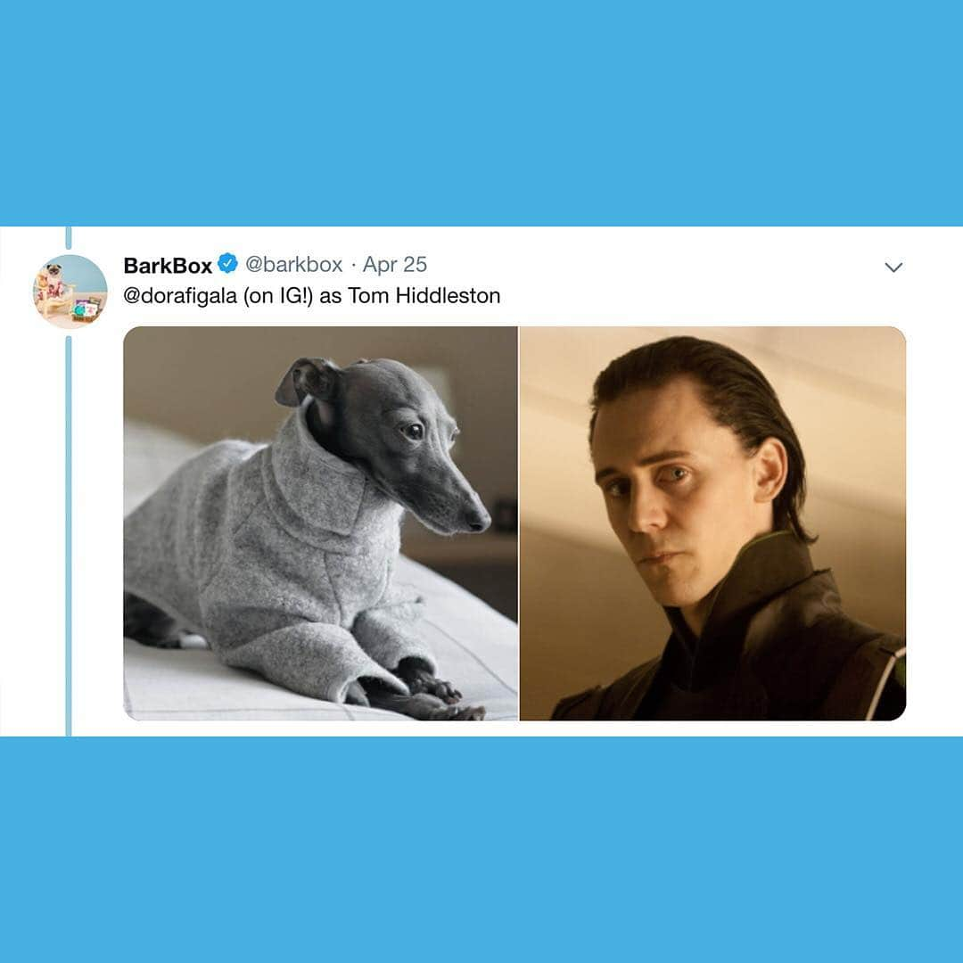 BarkBoxさんのインスタグラム写真 - (BarkBoxInstagram)「the biggest #AvengersEndgame spoiler is that they were dogs all along」4月27日 5時32分 - barkbox