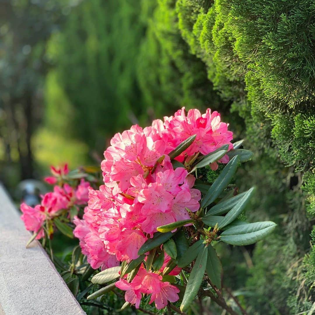 藤原美智子さんのインスタグラム写真 - (藤原美智子Instagram)「1株だけ植えている #シャクナゲ が今年もきれいに咲いてくれました😆 ・ ほとんどお世話もしていないのに😅、毎年、同じ時期にキチンキチンと咲いてくれることに感動と植物の不思議さを、やはり毎年、同じように思う私です〜😄 ・ #ガーデニング #石楠花 #鳥のさえずり #ウグイス #ガーデニング備忘録 #藤原美智子 #fujiwaramichiko #ladonna #michikolife」4月27日 5時59分 - michiko.life