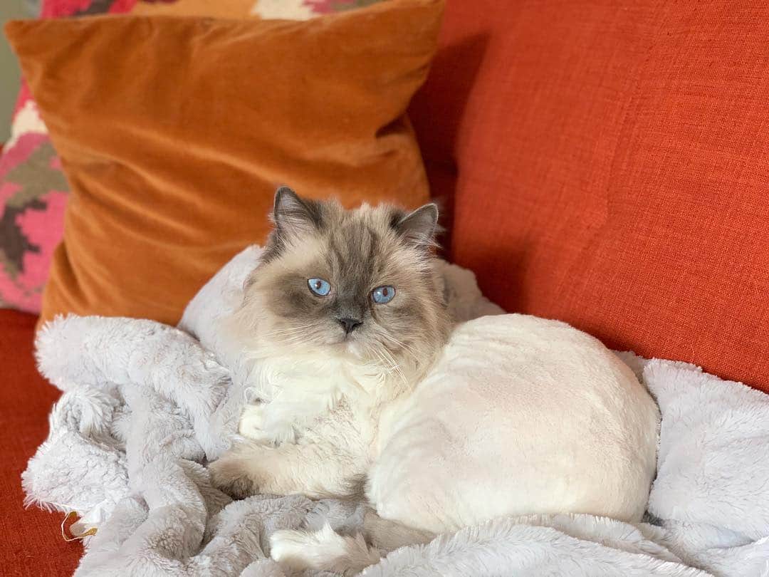 Tinaのインスタグラム：「Good day to stay curled up on the couch with George🥰 #RainRainGoAway ☔️」
