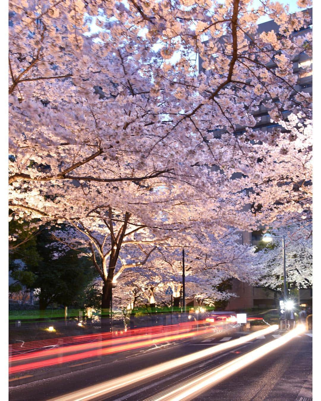 masayaさんのインスタグラム写真 - (masayaInstagram)「#sakura #cherryblossoms #Tokyo」4月26日 21時53分 - moonlightice