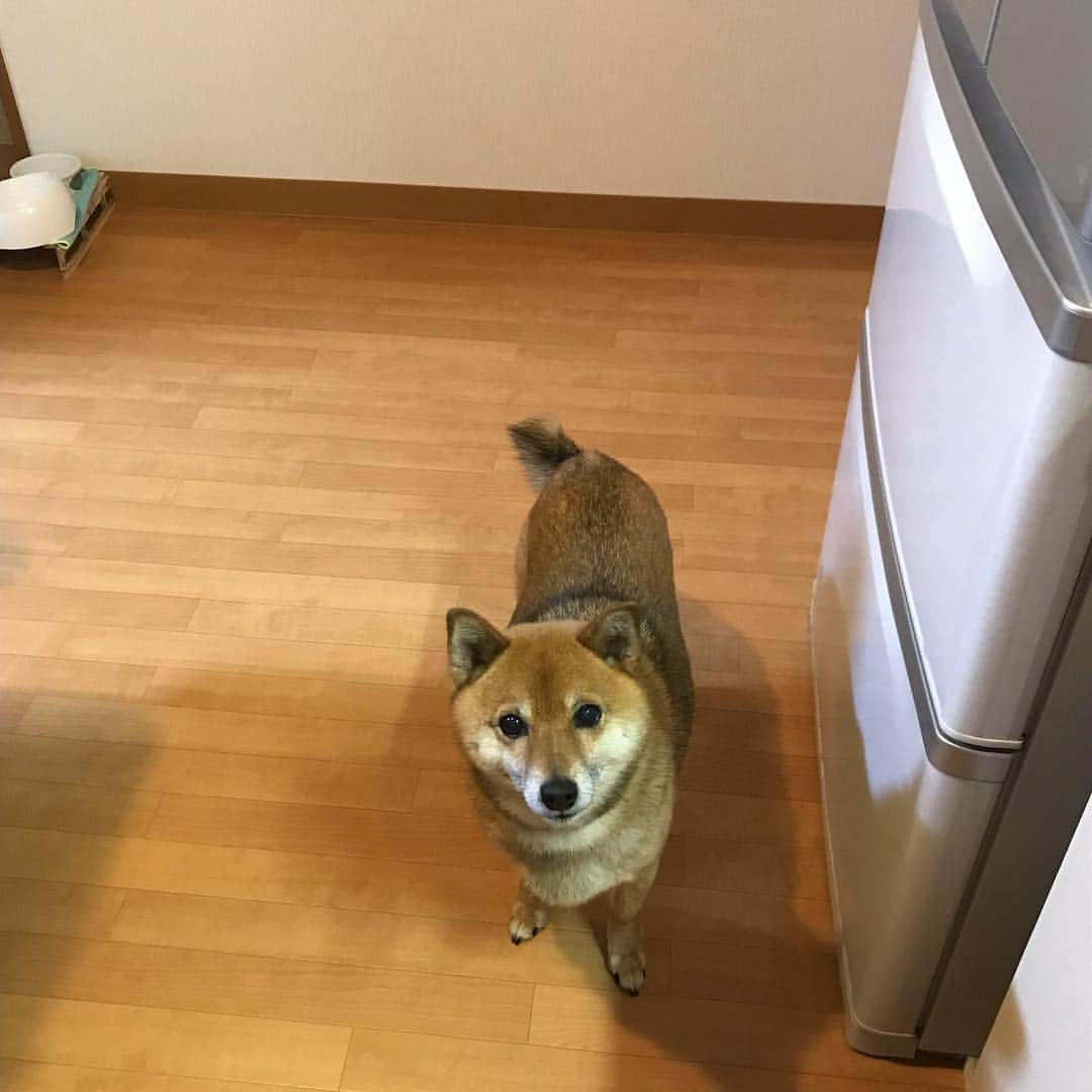 柴犬はなこ Shibainu Hanakoさんのインスタグラム写真 - (柴犬はなこ Shibainu HanakoInstagram)「シバノコが我が家に！！📸 のシャッター音を聞いた後オヤツを要求するはなこ氏。😅 #shiba #dog #shibainu #犬 #柴犬 #シバノコ」4月26日 21時59分 - kiki_beee