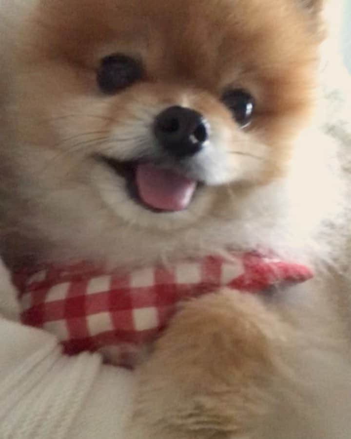 RIO POMEのインスタグラム：「一生懸命散歩を催促中✨  #ポメラニアン #pomeranian  #犬 #dog #dogstagram#doglover #愛犬 #わんこ #ポメラニアン大好き #ポメラニアンが世界一可愛い #pom #ぽめらにあん #ポメ#pomeraniansofinstagram  #pomeranianlove #ふわもこ部 #いぬバカ部 #癒しわんこ#instapic#pomstagram #puppy #dogsofinstagram #cute#cutedog」