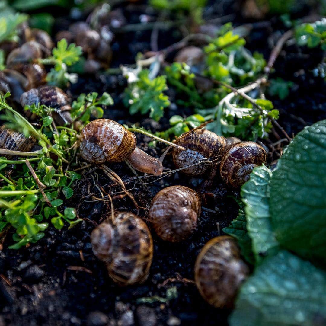 ニューヨーク・タイムズさんのインスタグラム写真 - (ニューヨーク・タイムズInstagram)「These creatures are almost ready to eat. Unable to locate ingredients for a snail dish he was creating, Taylor Knapp, a chef who worked at the Michelin-starred restaurant @Nomacph, decided to start his own snail farm in New York. Peconic Escargot is now home to about 70,000 petit gris snails and one of the few farms certified by the USDA. Snail farms are usually sprawling outdoor facilities, but Knapp created his inside of a mail-order greenhouse. @thecadejo shot this photo in the @peconic_escargot greenhouse on the North Fork of Long Island, New York. Visit the link in our profile to learn more about the process of snail wrangling.」4月26日 22時10分 - nytimes