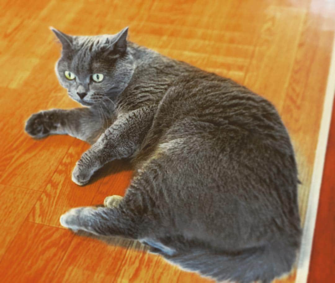 チキン南蛮カレーのルウ王子のグルメインスタ