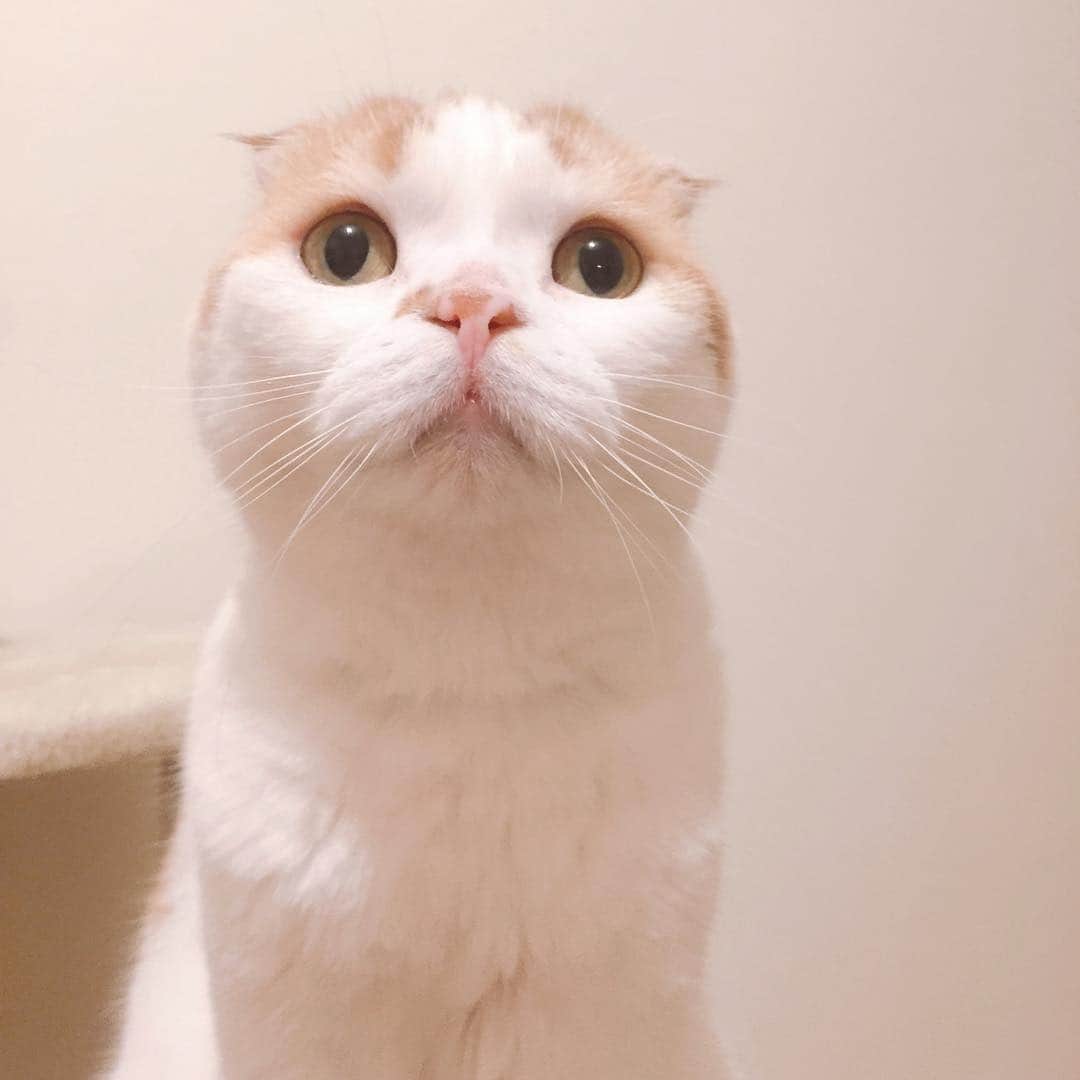 のんたのインスタグラム：「10連休♡お天気のいい日にはのんちゃんをお散歩に連れて行ってあげたいな〜」