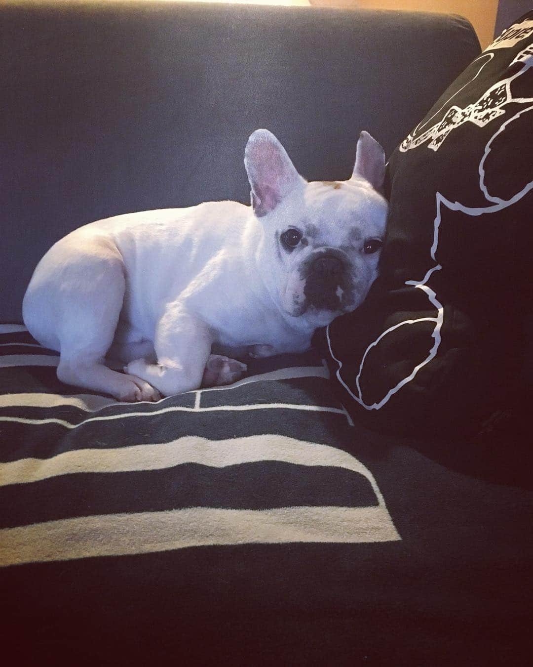 鑑田幸代のインスタグラム：「彼の定位置 おつかれした❣️ #frenchbulldog  #frenchbulldogs  #french_bulldogs  #frenchie  #buhi  #ハニーパイド #フレブル  #グース #グーちゃん」