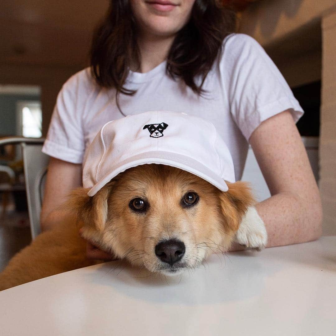 The Dogistさんのインスタグラム写真 - (The DogistInstagram)「The first ever Dogist hat is here! It’s hand-stitched in the USA, feels great, and your dog would probably love chewing it. We only have a few, so get these puppies today while you can! shop.thedogist.com (link in bio) (Also, we’ve added Canadian & UK shipping!)」4月26日 22時31分 - thedogist