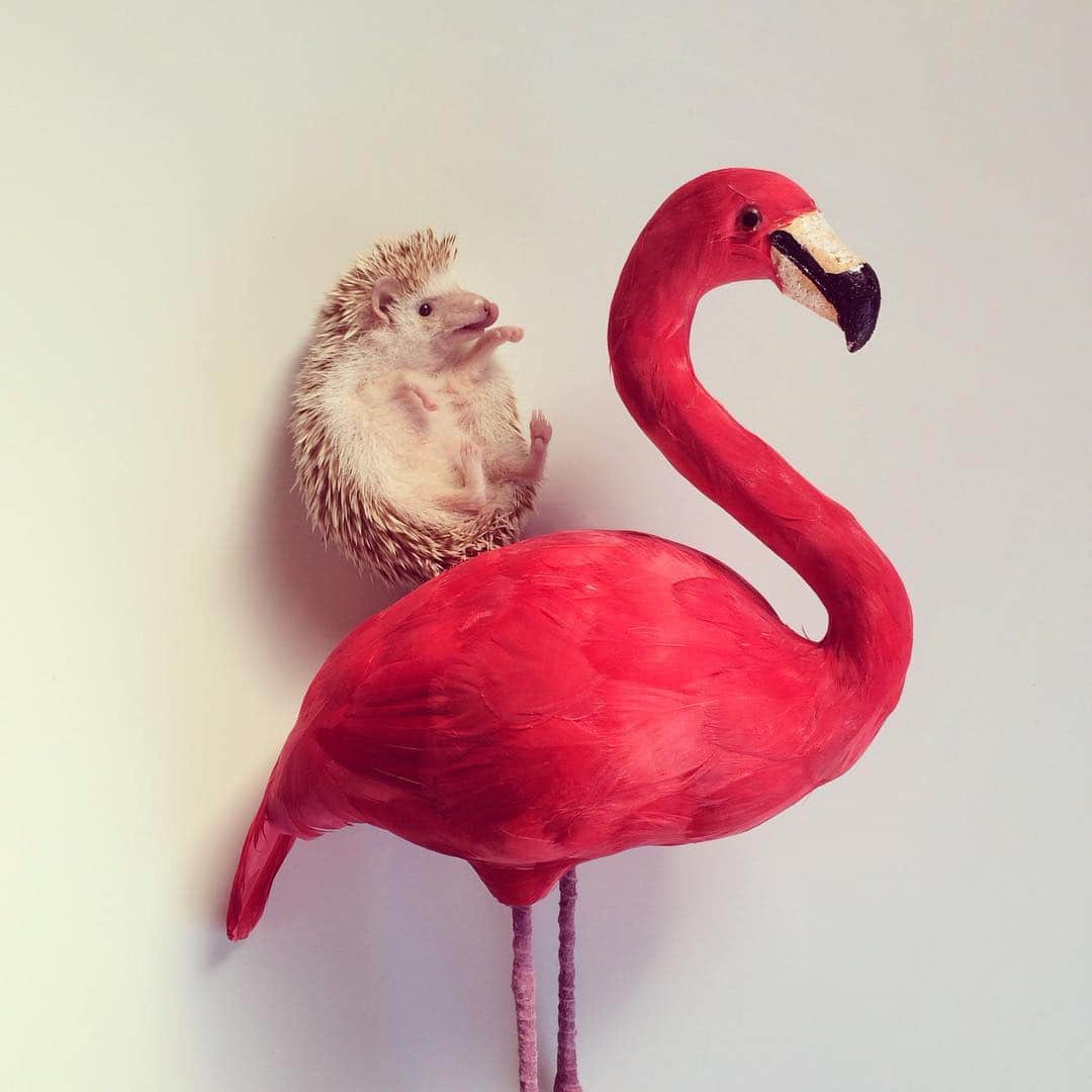 ダーシーさんのインスタグラム写真 - (ダーシーInstagram)「Hedgehog and Flamingo🌹 ①Chopin ②Matthew ③Darcy ・ ・ ・ 美脚のミンゴ✨ いつの時代もお友達😊🦔✨」4月26日 22時53分 - darcytheflyinghedgehog