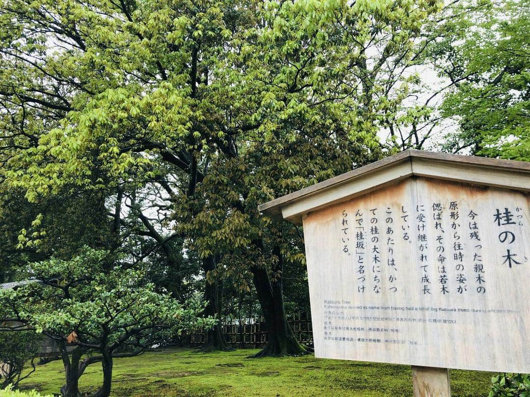 桂のインスタグラム：「桂の木の由緒書  #katusra #katusratree #slope #park #garden #tree #trees #forest #nature #landscape #桂 #桂の木 #庭園 #公園 #樹木 #自然 #景 #桂の木は写っていない #桂の木は写っていないというタグに異議を申し立てた友人は桂の木の写真を見せると自分が思っていた桂の木ではないとあっさりと認めた #という次第でやはり桂の木は写っていない #正確には #桂の木の一部が写っている #友人からは負けましたのハッシュタグが送られてくる笑」