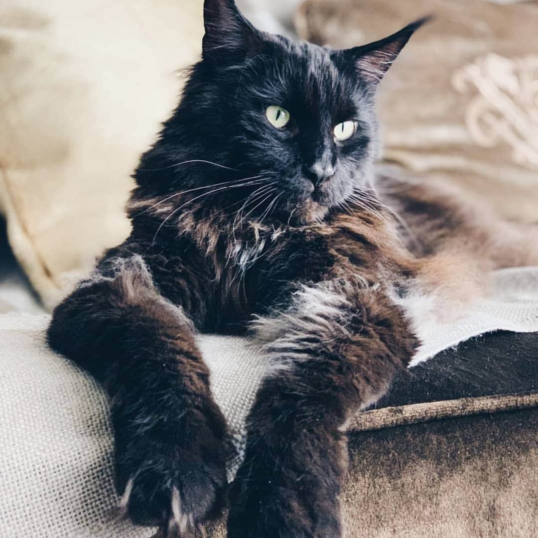 CatStockerのインスタグラム：「Hello! #catstocker is here!  Follow our FURRriend @shamanthemainecoon  Scroll right for more pictures 👉 . . . . .  #cat #neko #mačka #chat #kočka #котка #kotek #kot #кіт #mače #кошка #кот #katze #gato #gatto #kissa #kattunge #猫 #고양이 #貓 #kedi #köttur #kissanpentu #חתול #кішка #kedicik #кошеня #gattino #子猫」