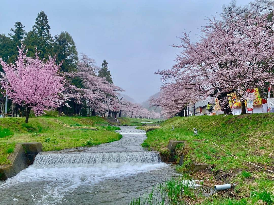 山崎聡子さんのインスタグラム写真 - (山崎聡子Instagram)「✈️ あすの#朝だ生です旅サラダ は、 福島県#猪苗代町 から生中継です！！！ 主役は見ごろを迎えている#観音寺川の桜 🤗🌸 . 皆さま、どうか晴れることを願ってください🥺 あす朝8時から！全国のテレ朝系列で放送です🥗 . #旅サラダ #生中継 #ラッシャー板前 さん」4月26日 23時08分 - 310puu