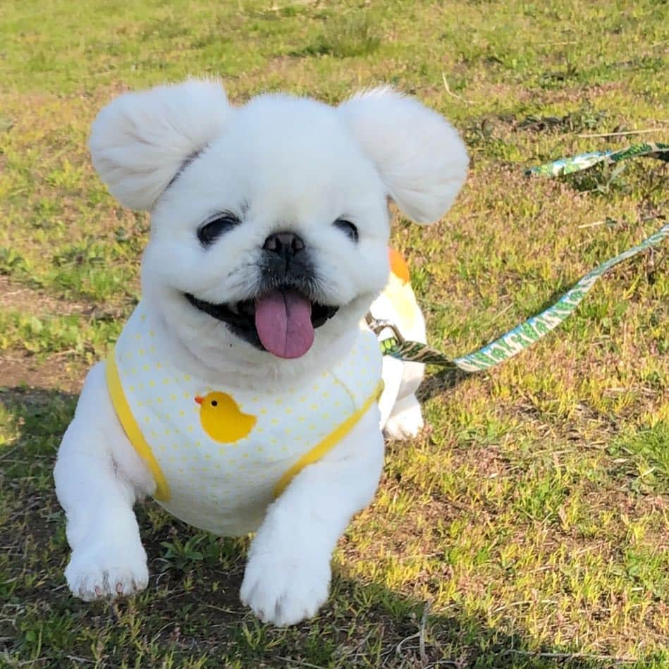 こなつのインスタグラム：「みなさま🐶💚🐤❤️ 楽しいGWをお過ごしくださいにーず🌈🌈🌈✨」