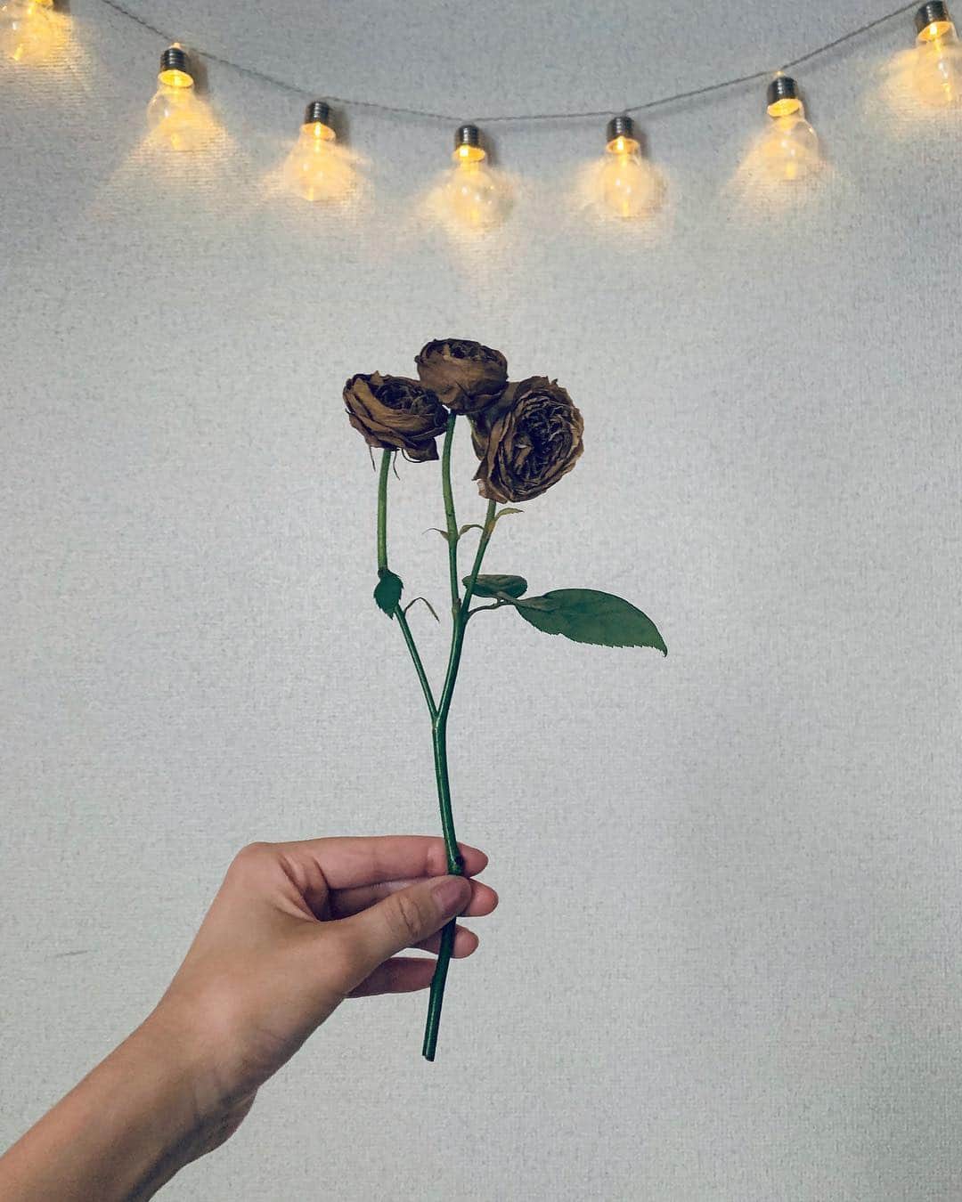 池田莉子さんのインスタグラム写真 - (池田莉子Instagram)「枯れた姿も美しい🥀 寂しいけど、沢山一緒にレコード聴いたり 毎日癒してくれました。有難う🌙🌙 . #rose #flower #record #art #薔薇 #フェアビアンカ #花 #癒し」4月26日 23時16分 - ricoikeda