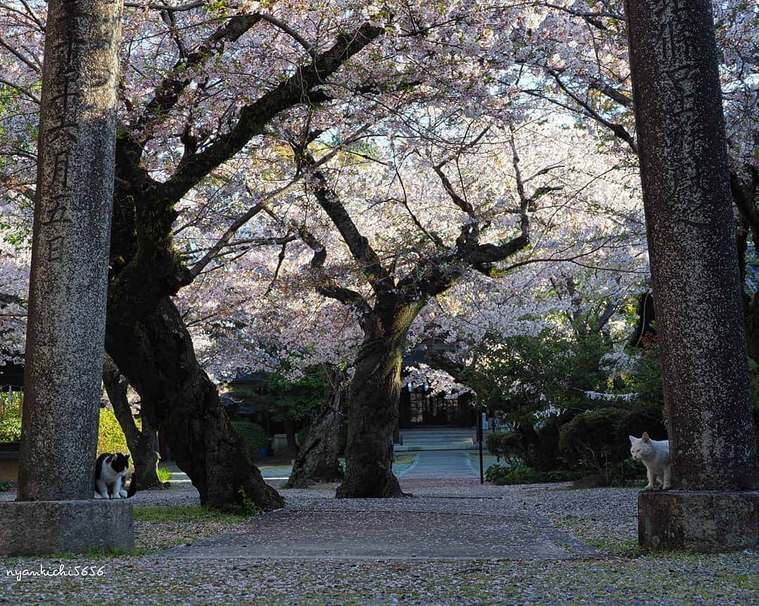 路地裏のにゃん吉のインスタグラム