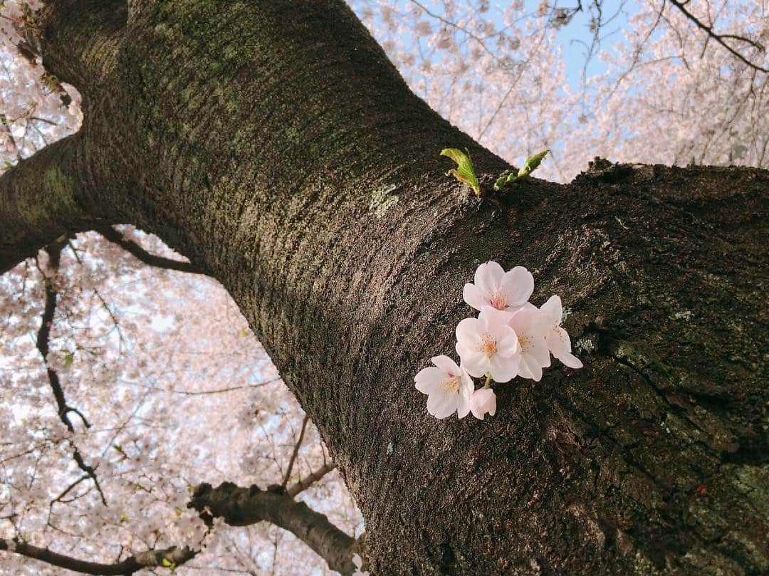 宮本笑里さんのインスタグラム写真 - (宮本笑里Instagram)「桜が恋しい。  みなさん、寒暖の差が激しいので体調崩しませんように…🌸」4月26日 23時45分 - emirimiyamoto
