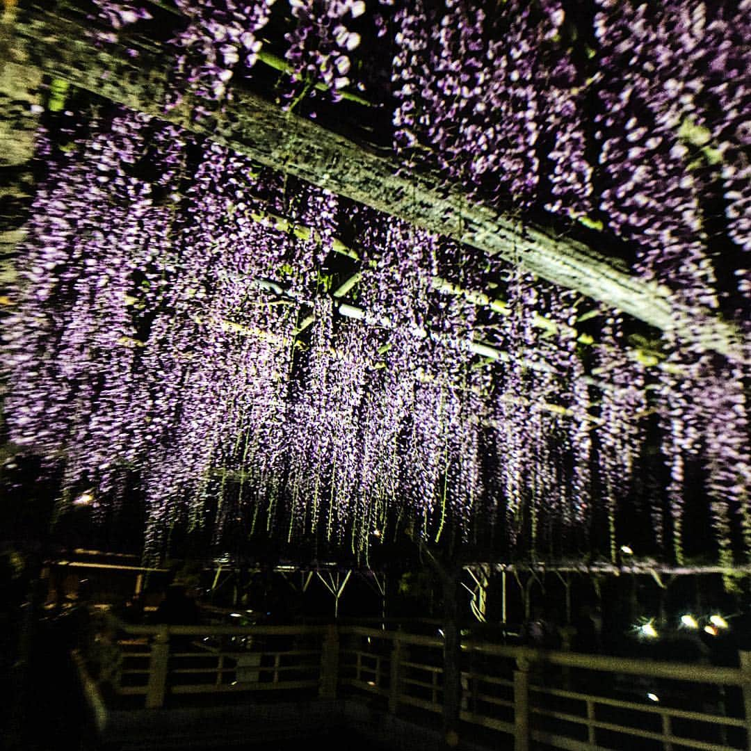 km観光タクシーさんのインスタグラム写真 - (km観光タクシーInstagram)「Kameido tenjin #tokyosightseeing #tokyodrive #tokyolife #tokyonow #東京観光タクシー #kmtaxi #thingstodo #thingstodointokyo #亀戸天神藤まつり #thingstodoinjapan #tokyotourism #kmtaxi #tokyotourism #tokyotour #kameido #gotokyojp」4月26日 23時55分 - tokyodrive.jp