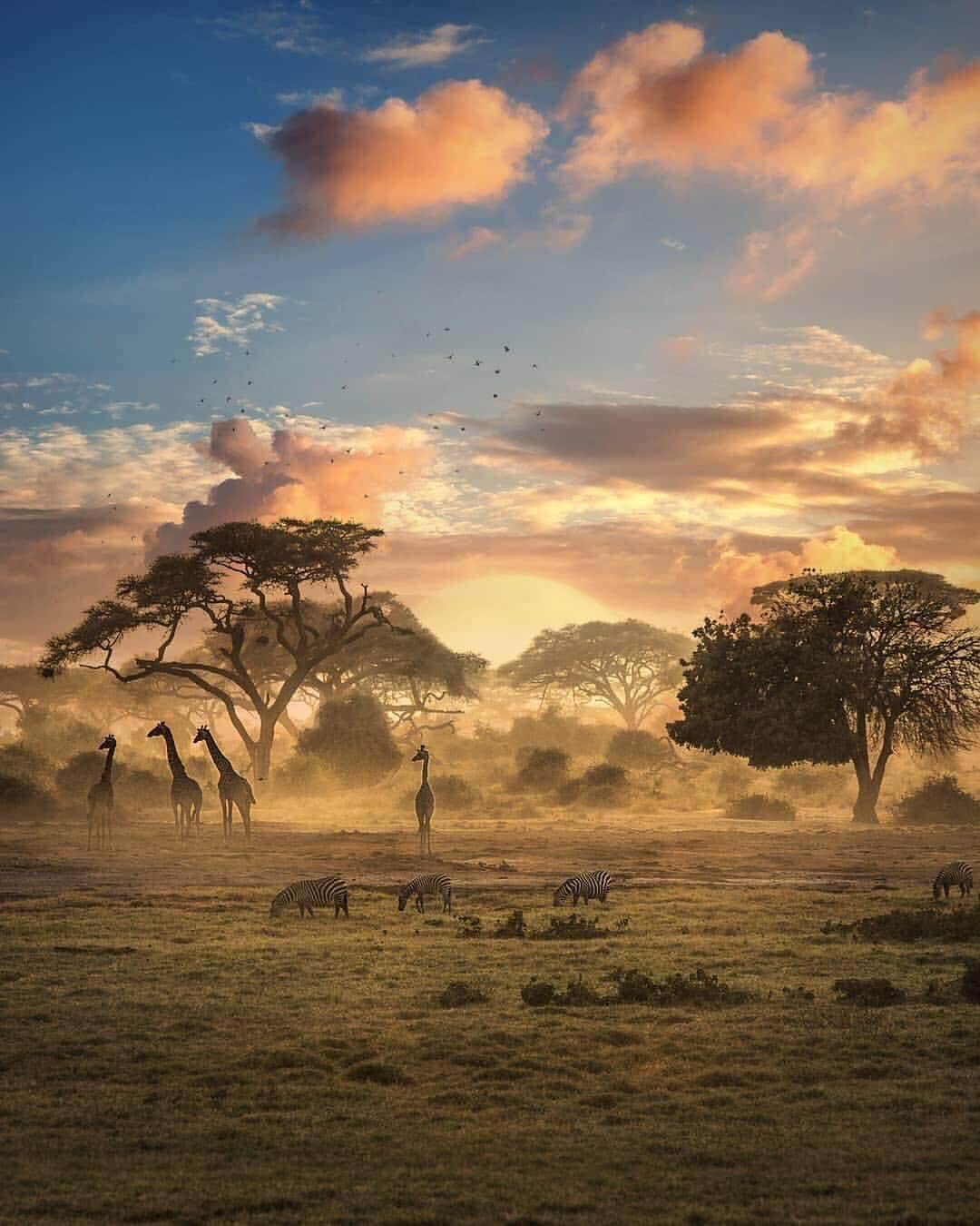 Canon Photographyさんのインスタグラム写真 - (Canon PhotographyInstagram)「A busy morning in the African Savanna!  Photo manipulation | @s1ef4n  #digitalart #africa #savanna #zebra #giraffe #sunrise #wildlifephotography」4月27日 0時04分 - cpcollectives