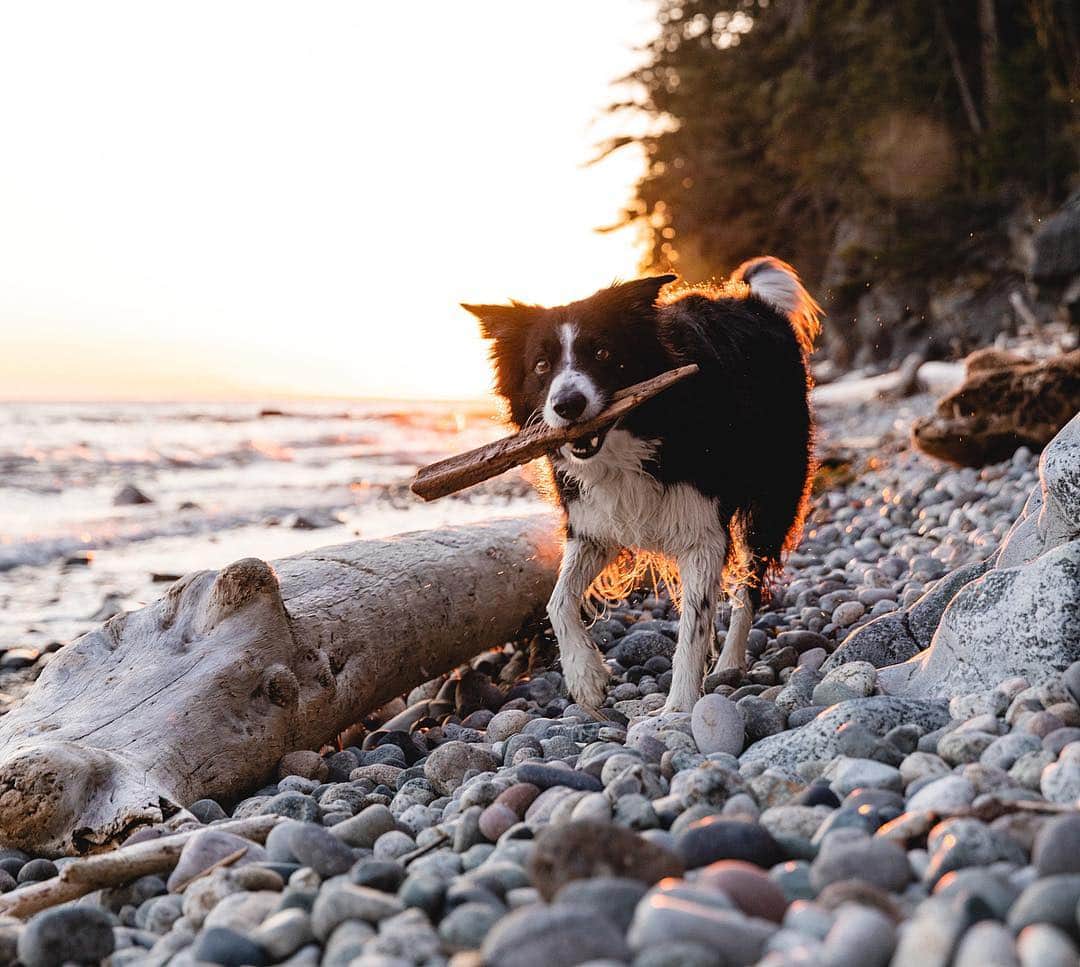 Andrew Knappさんのインスタグラム写真 - (Andrew KnappInstagram)「Grab some driftwood and throw on your Patagonia jackets. We’re meeting up tomorrow at @bookwarehousevancouver on Broadway at 1PM to sign some books and talk about travelling with a dog!  We’ll also be in Victoria at @bolenbooks on Tuesday, April 30th at 7pm. Tag a BC buddy who likes dogs or travelling or books or life. 🙂」4月27日 0時02分 - andrewknapp