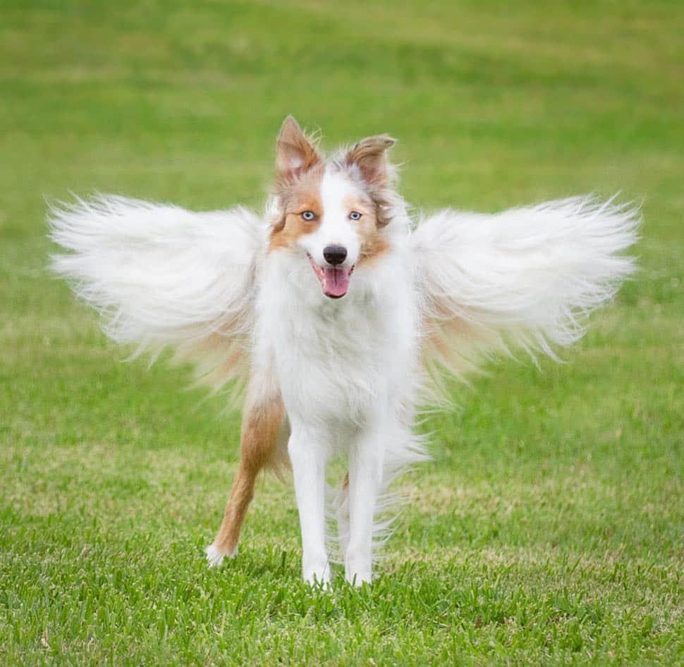 Jazzy Cooper Fostersさんのインスタグラム写真 - (Jazzy Cooper FostersInstagram)「This is what I think. Dogs on earth are Angels in training. (Or in disguise) Until it’s time for them to get their full wings, they are here to teach us lesson: patience, respect, unconditional love and so so much more. BB definitely has taught me to have patience...lots of it. 😂😊 Now we have love and mutual respect for each other.  My husband wanted me to photoshop the original image (second one) to see what she would look like with a full set of angel wings. 👼 Gosh, she is beautiful. 💗💗」4月27日 0時15分 - bordernerd