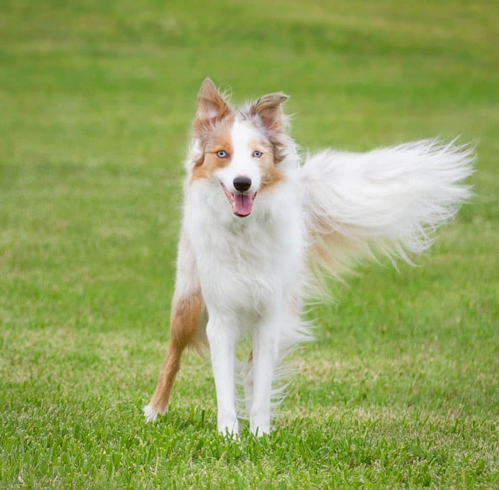 Jazzy Cooper Fostersさんのインスタグラム写真 - (Jazzy Cooper FostersInstagram)「This is what I think. Dogs on earth are Angels in training. (Or in disguise) Until it’s time for them to get their full wings, they are here to teach us lesson: patience, respect, unconditional love and so so much more. BB definitely has taught me to have patience...lots of it. 😂😊 Now we have love and mutual respect for each other.  My husband wanted me to photoshop the original image (second one) to see what she would look like with a full set of angel wings. 👼 Gosh, she is beautiful. 💗💗」4月27日 0時15分 - bordernerd