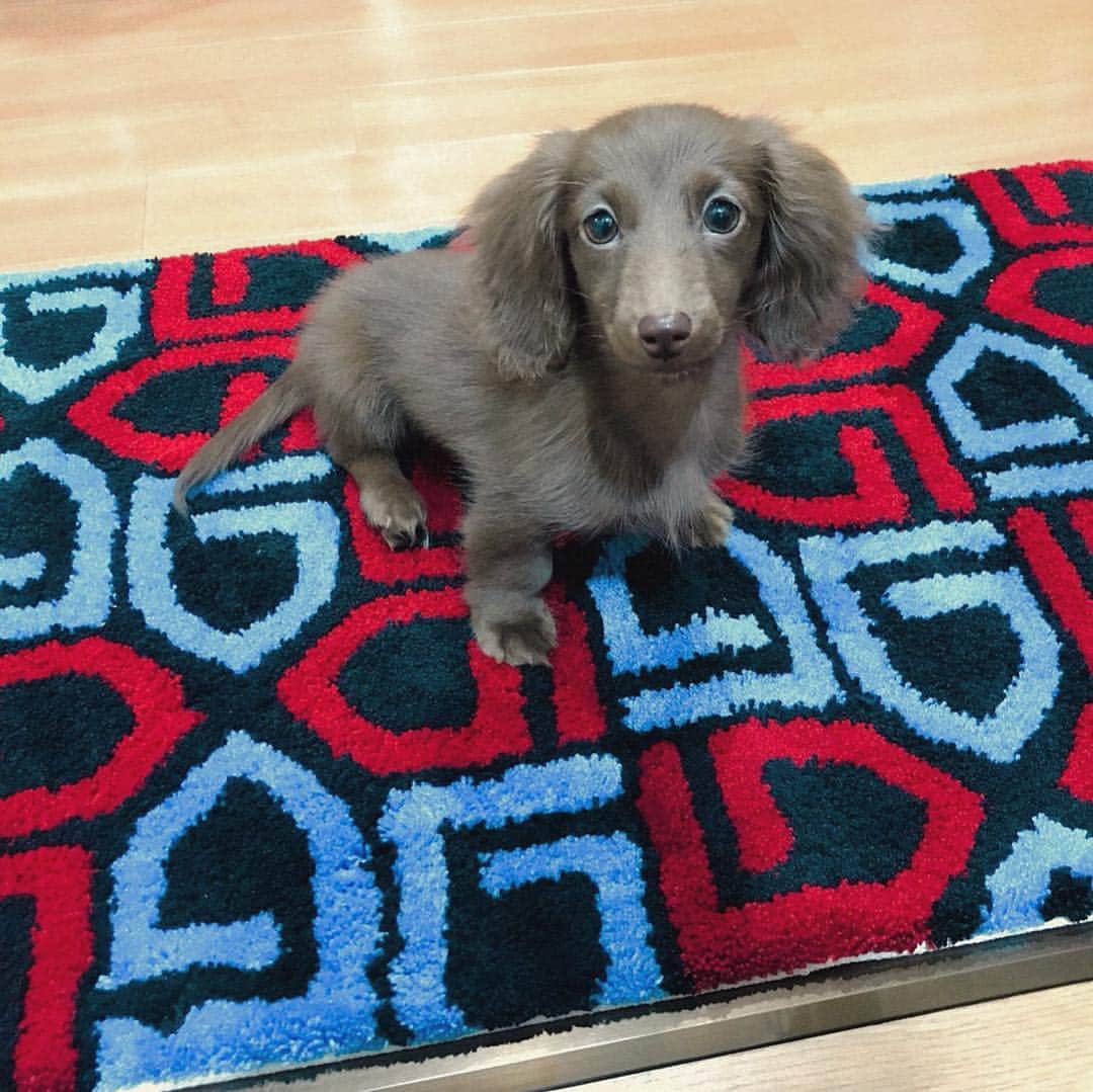 北見寛明のインスタグラム：「お気に入りの場所 #GARNI #のマットの上 #オシャレ小娘 #犬 #仔犬 #ミニチュアダックス #dog #dogs #dogstagram #dogsofinstagram #dogs_of_instagram #dogsofinstaworld #dachshund #dachshund_love #dachshundlife #dachshund_feature #dachshundsofinstagram #dachshundpuppy」