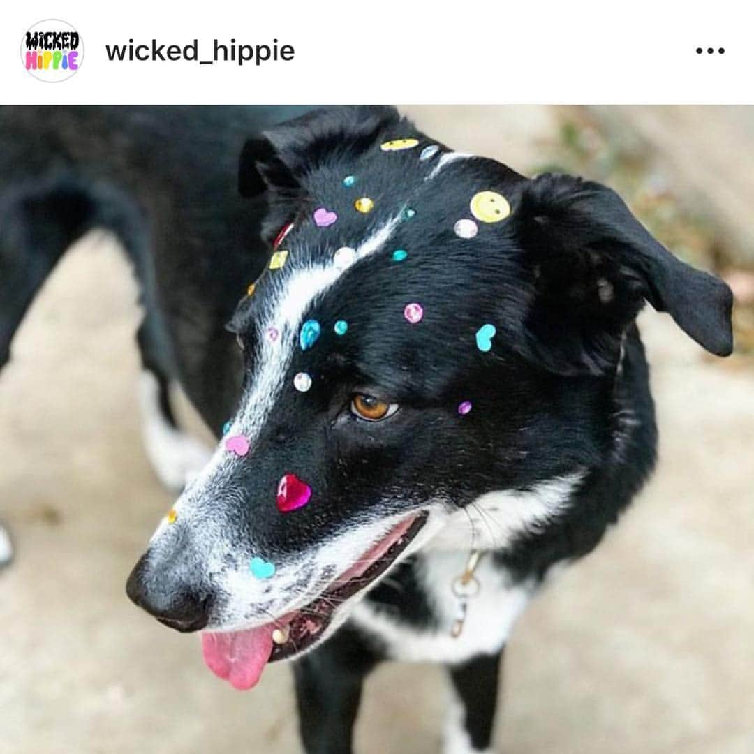 ウェイン・コインさんのインスタグラム写真 - (ウェイン・コインInstagram)「Today is National Dress Up Your Dog Day all across the U.S.A. @wicked_hippie @katy.coyne @1eyedlillian @bellaspca @mayordavidholt」4月27日 0時28分 - waynecoyne5