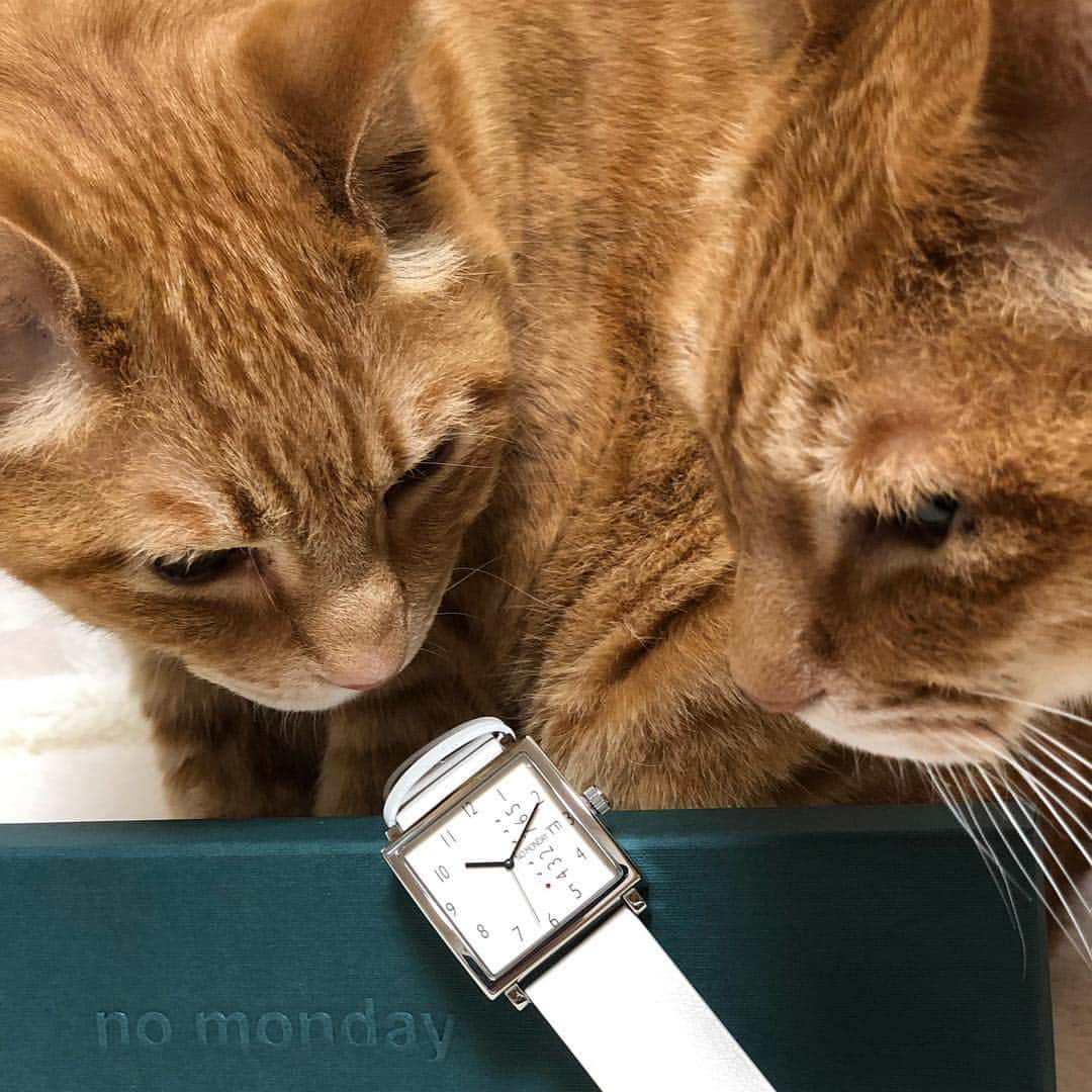 mayumiさんのインスタグラム写真 - (mayumiInstagram)「20190427 ✩ 週末が待ち遠しくなる時計💜 ． NO Monday様のモニター企画に参加させて頂いてます。 ． こちらの時計はKNシリーズ 35mm 日付と曜日も確認できちゃうし ユニークなスクエア型のフェイスがとっても可愛くてお気に入り ． 他にも素敵なデザインがありますので @nomonday_jp  さまのHPでご確認くださいね ． ． 👇🏻割引クーポンを発行していただきました！ 10％OFFクーポンコード：imuyamotas  よかったら使ってくださいね！ ． #nomonday#ノーマンデー#腕時計#時計#手元倶楽部 ． ． #シブにゃん隊over10 #無敵の親バカ同盟 #IGersJP#ふわもこ部 #テリドリ2019 ． #cat#猫#ねこ#ネコ#茶トラ#고양이#gingercat#catstagram#instacat#weeklyfluff #Excellent_cats#cat_features#catofinstagram ． #サンデイ#ペコねこ部#朝ワンコ夕ニャンコ#sippo#今日のうちの子🐶🐱#nyancon01」4月27日 0時29分 - imuyamotas