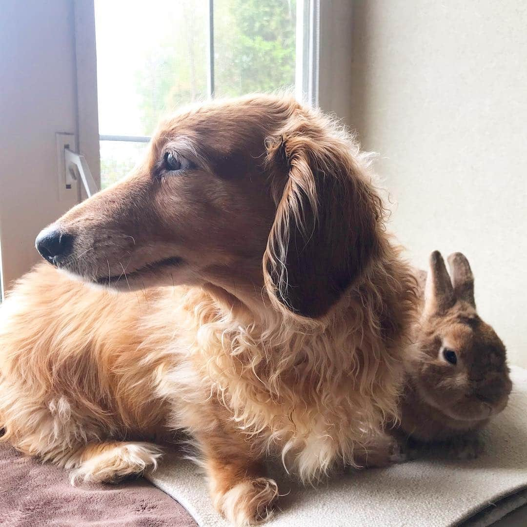 Chieko Shibutaさんのインスタグラム写真 - (Chieko ShibutaInstagram)「たろー🐶＆うじゃこ🐰 地方☔️ お留守番の日🏠 たろー！ まだ ママさん 帰ってこないね〜 泣いちゃ ダメだよ！ まだ 仕事です😭👩 💕✨🐶🍀🐰✨💕 #dachshund #dachshunds #dachshundlove #dog #dogs #doglove #instadog #instagram #instagood #pet #pets #petsagram #cute #cutepe #cutepet #cutedog #cuteanimals #likes #09076999576 happy #smile #rabbit #ラビット #ミニュチュア #ミニュチュアダックス  #ミニュチュアダックスフント #うさぎ部 #うさぎ #ダックス #ダックスフンドロングヘアー#ねざーらんどどわーふ男の子」4月27日 0時40分 - chieko.81