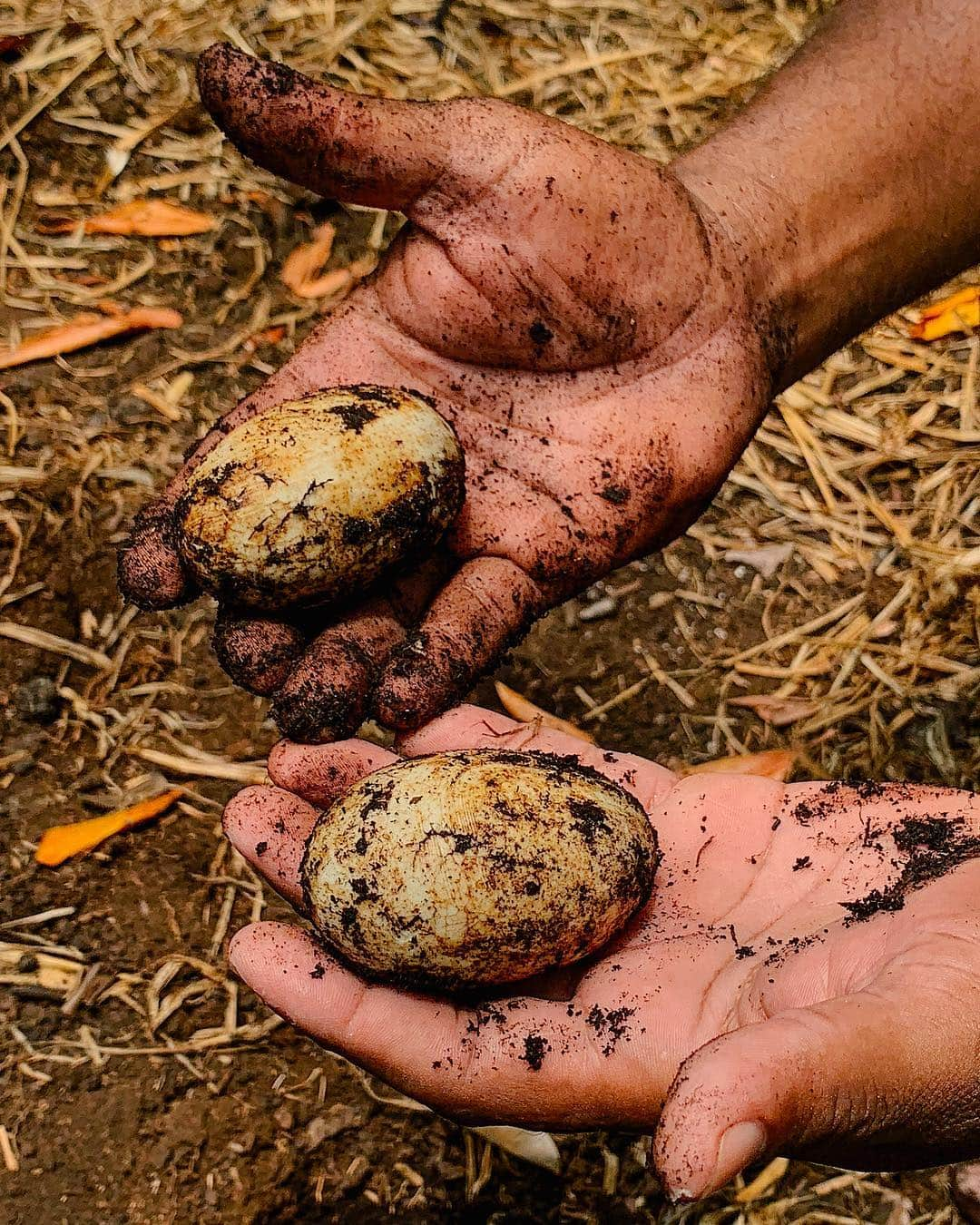 appleさんのインスタグラム写真 - (appleInstagram)「Commissioned by Apple. "What started decades ago by a few determined individuals in this Colombian mangrove forest is now the largest government backed restoration project, benefitting not only local communities, but animals, trees and the waters that surround them.” #Earth #ShotoniPhone by Balazs G. @balazsgardi with @conservationorg.」4月27日 0時45分 - apple