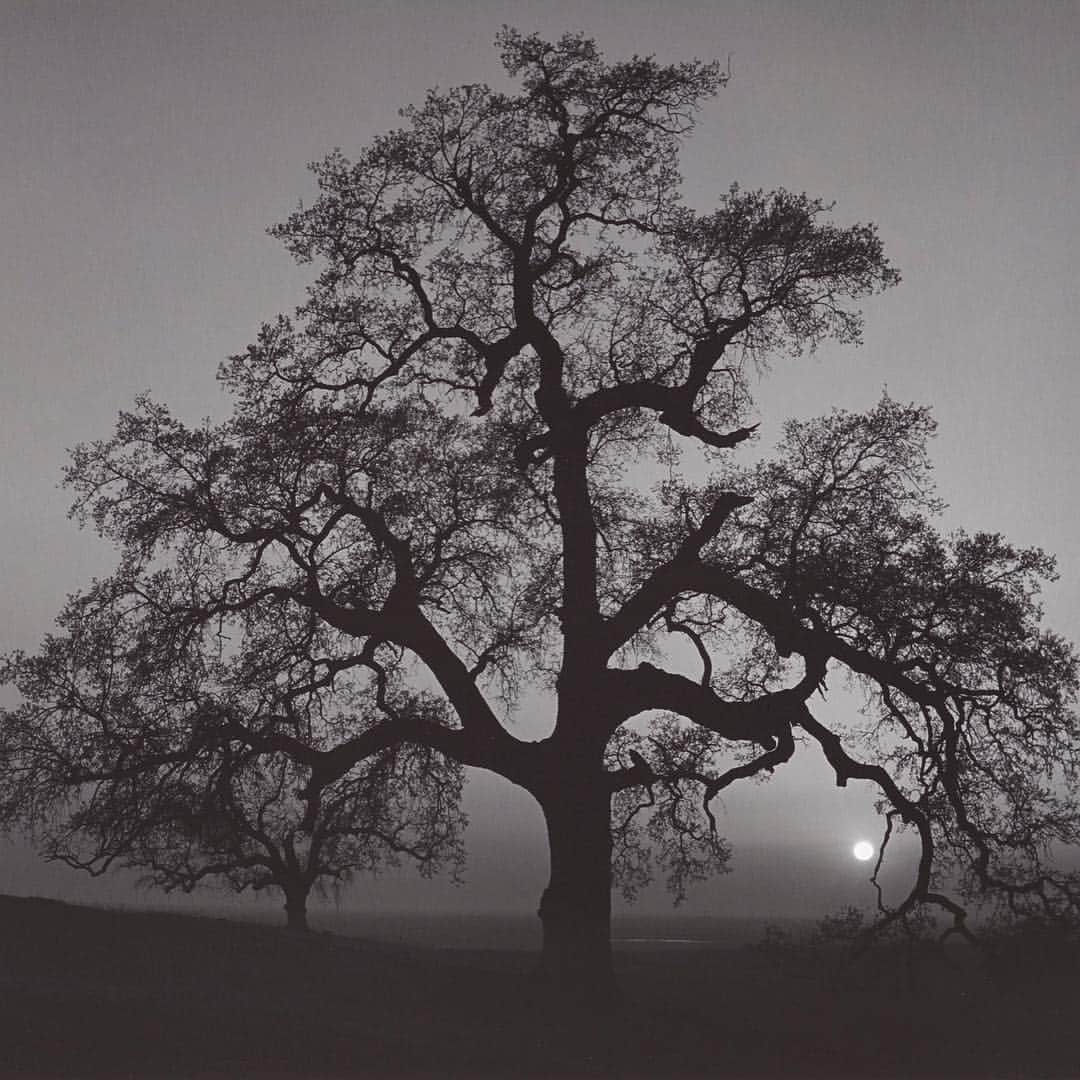 フィラデルフィア美術館さんのインスタグラム写真 - (フィラデルフィア美術館Instagram)「Happy #ArborDay. We hope these works of art inspire you to plant or nurture a #tree today. 🌳 • “Oak Trees," 1854, by Alexandre Calame. "Trees," 1908, by Charles #Demuth. "Oak Tree, Sunset City Sierra Foothills," 1976–79 (print), by #AnselAdams © The Ansel Adams Publishing Rights Trust. "Under the Pines, Evening," 1888, by Claude #Monet.」4月27日 6時41分 - philamuseum