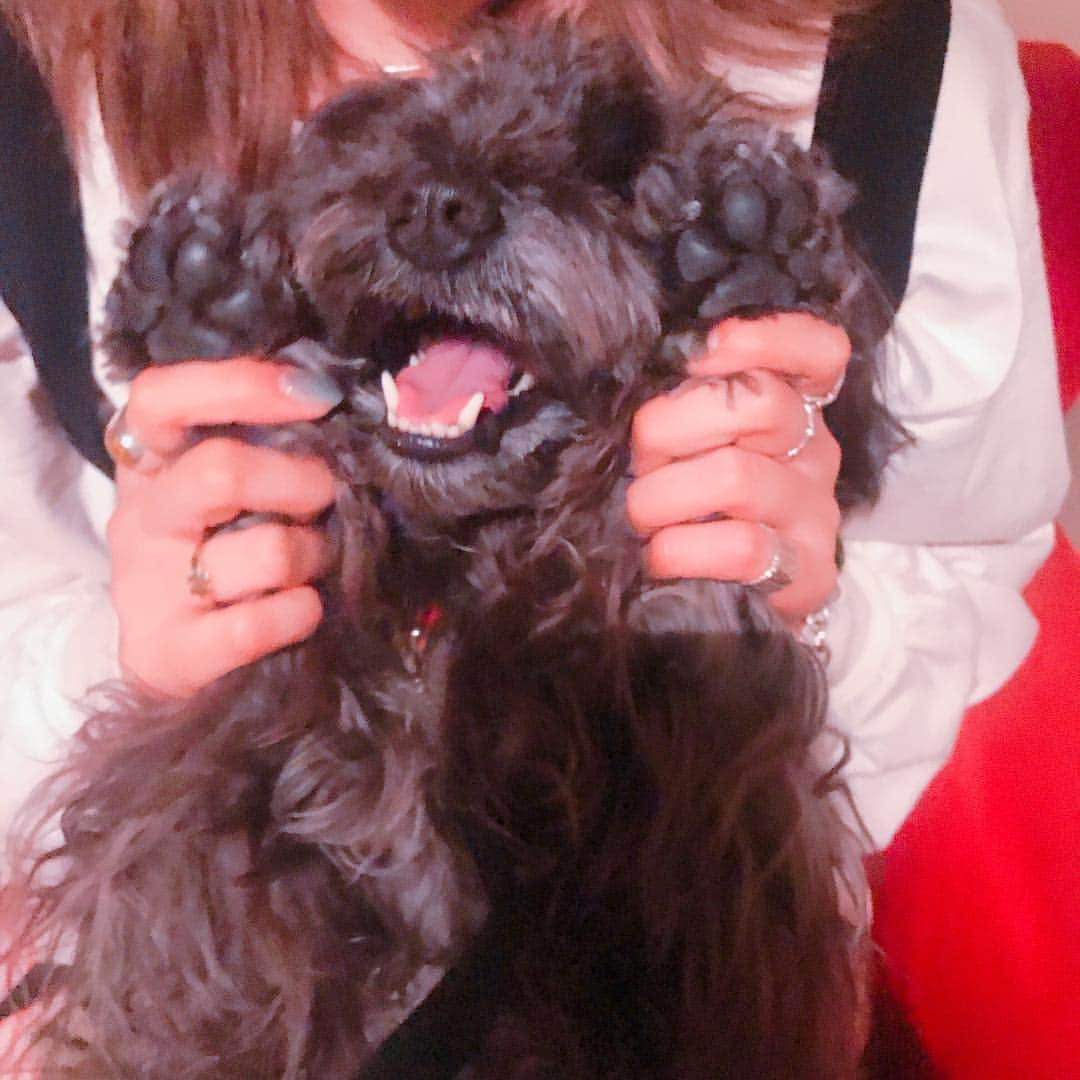 堀田茜さんのインスタグラム写真 - (堀田茜Instagram)「まっくろくろすけ🐶🐶🐶 @mayukoarisue  @kibori_kick #四枚目圧倒的躍動感」4月27日 1時23分 - akanehotta