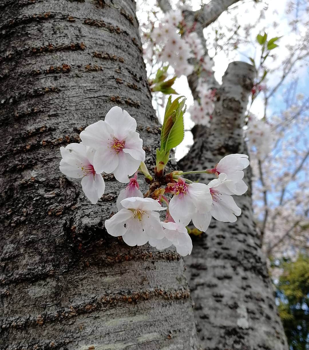 晁直 さんのインスタグラム写真 - (晁直 Instagram)「北海道はこれから桜咲くのね❁ ※これは岡山らへんのサクラ。」4月27日 1時21分 - lynchasanu