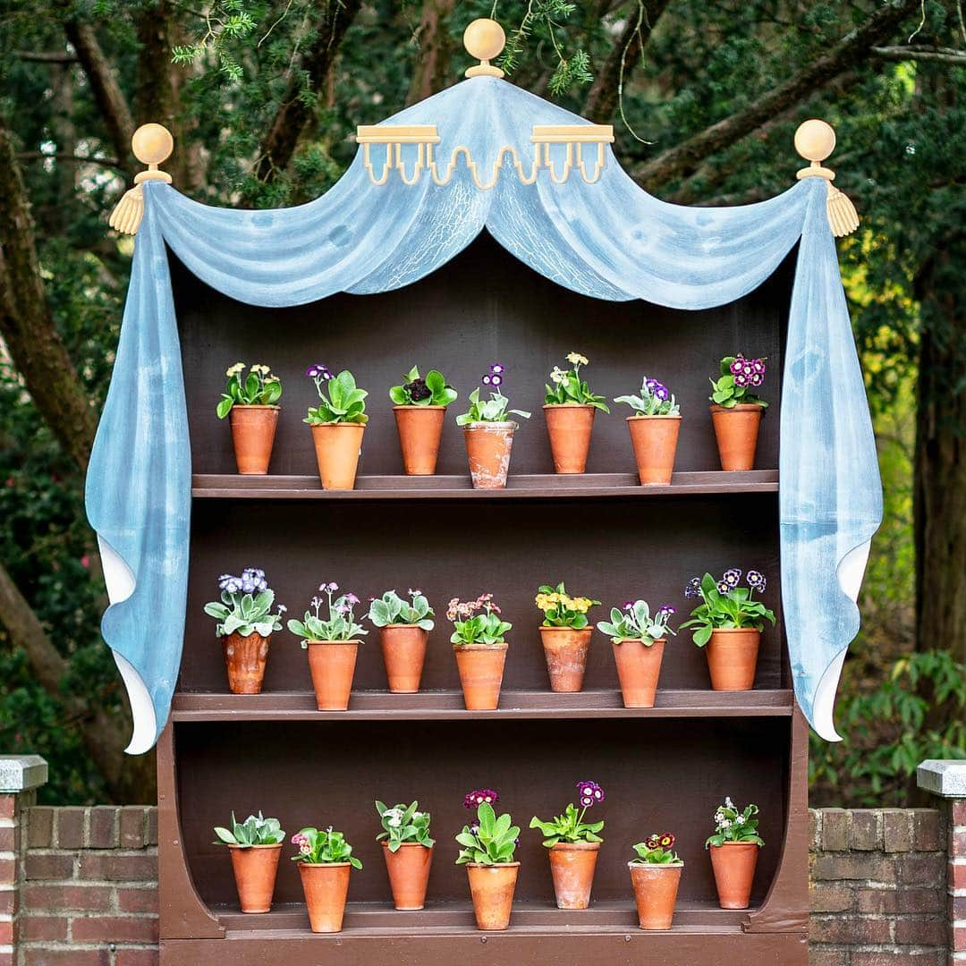 ニューヨーク植物園さんのインスタグラム写真 - (ニューヨーク植物園Instagram)「Let’s give a round of applause for the Auricula Theater! Delicate auricula primroses were sheltered in cases just like this in 19th-century England. They evolved into elaborate stage sets with these petite yet ornate flowers as the stars of the show. It’s certainly one of our more dramatic springtime arrangements. Check out today’s story for more! . (📸 by @torilewisnyc) #Primulaauricula #Primulahirsuta」4月27日 1時28分 - nybg