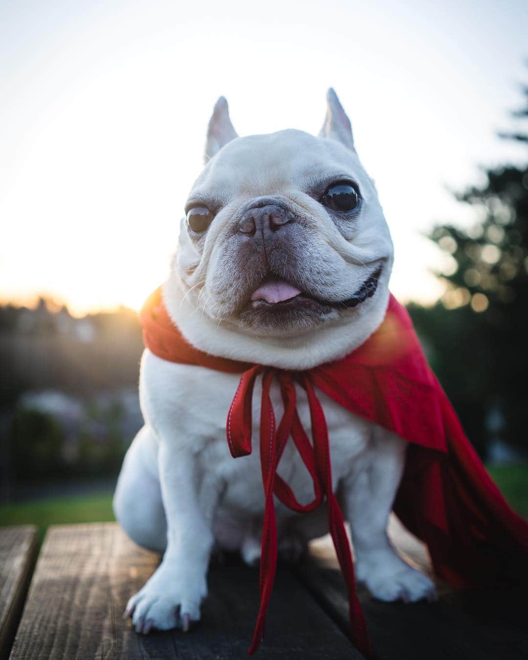 Sir Charles Barkleyさんのインスタグラム写真 - (Sir Charles BarkleyInstagram)「When I put this cape on, I feel like a super hero! But did you know there are true #superpowerdogs out there whom I look up to!? #ad •  Thank you @SuperpowerDogs and @IMAX for creating this inspiring film about brave pups who save lives and help make this world a better place! @SuperpowerDogs is in IMAX theaters now!」4月27日 1時49分 - barkleysircharles