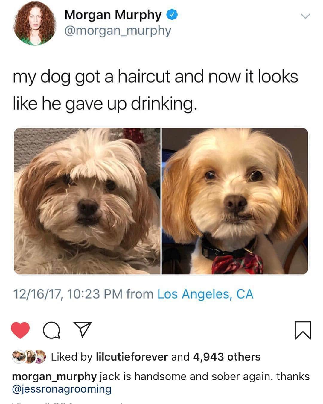 JessRonaGroomingさんのインスタグラム写真 - (JessRonaGroomingInstagram)「@morgan_murphy turned my haircut on her gorgeous dog Jack into a meme and I have no idea why I never posted it.」4月27日 1時56分 - jessronagrooming