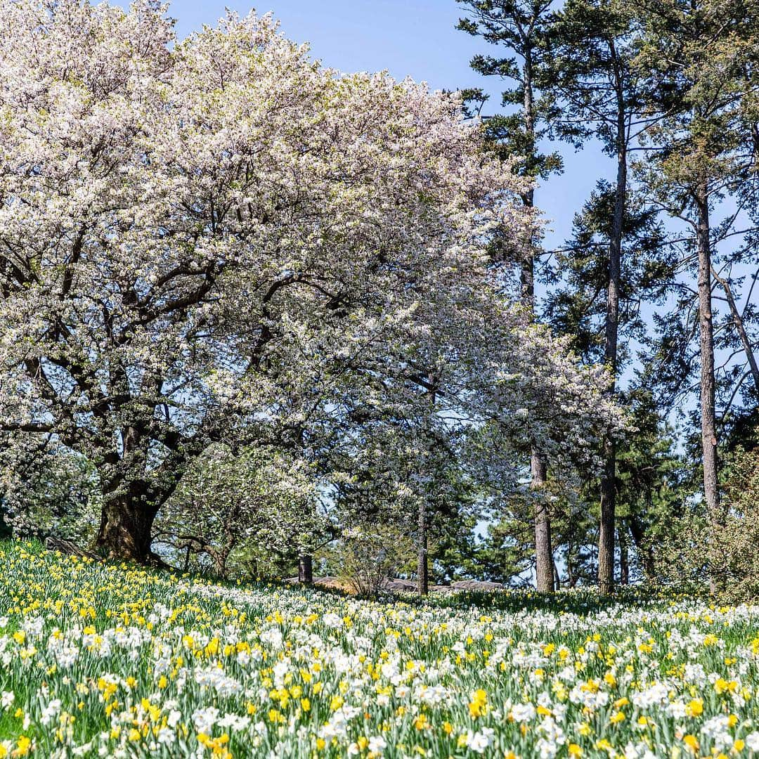 ニューヨーク植物園さんのインスタグラム写真 - (ニューヨーク植物園Instagram)「We’re into that most sublime window of the season where the landscape is a wonderland of spring blooms and young leaves. Catch just a few of the many flowering wonders to be found here at NYBG, and make moves to see them before they disappear for another year. #plantlove . (📸 by @mco_photo) #PrunusGyoiko #Acerpalmatum #PrunusUkon」4月27日 2時07分 - nybg