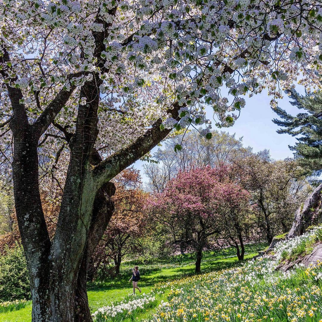 ニューヨーク植物園さんのインスタグラム写真 - (ニューヨーク植物園Instagram)「We’re into that most sublime window of the season where the landscape is a wonderland of spring blooms and young leaves. Catch just a few of the many flowering wonders to be found here at NYBG, and make moves to see them before they disappear for another year. #plantlove . (📸 by @mco_photo) #PrunusGyoiko #Acerpalmatum #PrunusUkon」4月27日 2時07分 - nybg